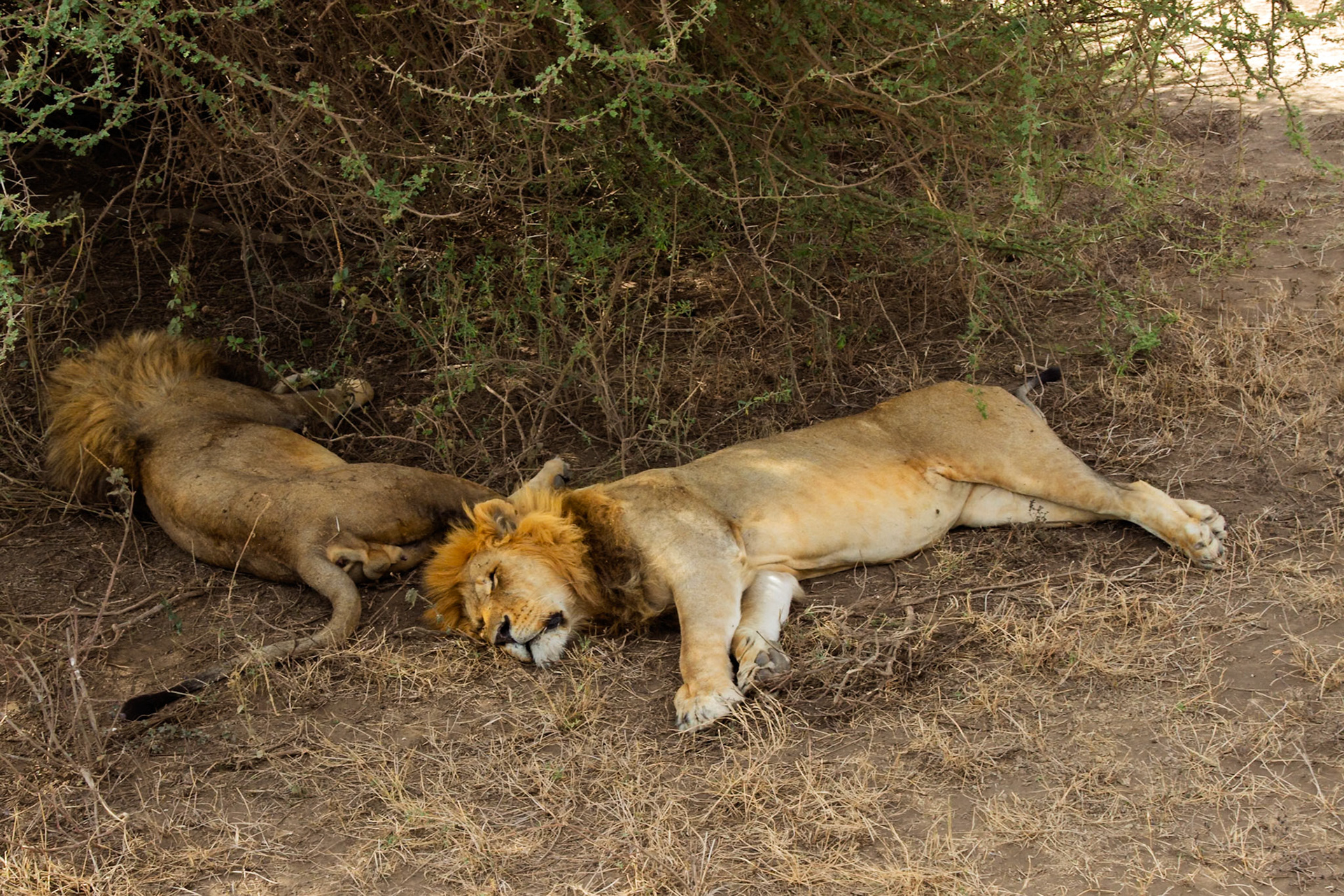 Two male lions rest in the shade in Serengeti National Park, Tanzania, seeking respite from the heat.