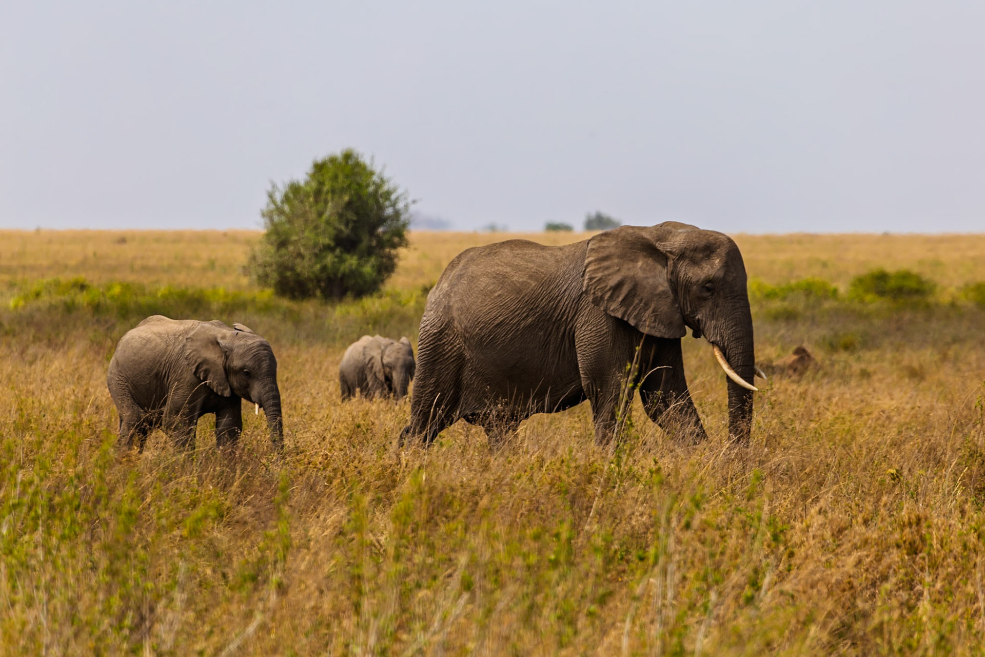 An elephant family grazes in Serengeti National Park, Tanzania. They are eating the tall grasses that grow in the park.