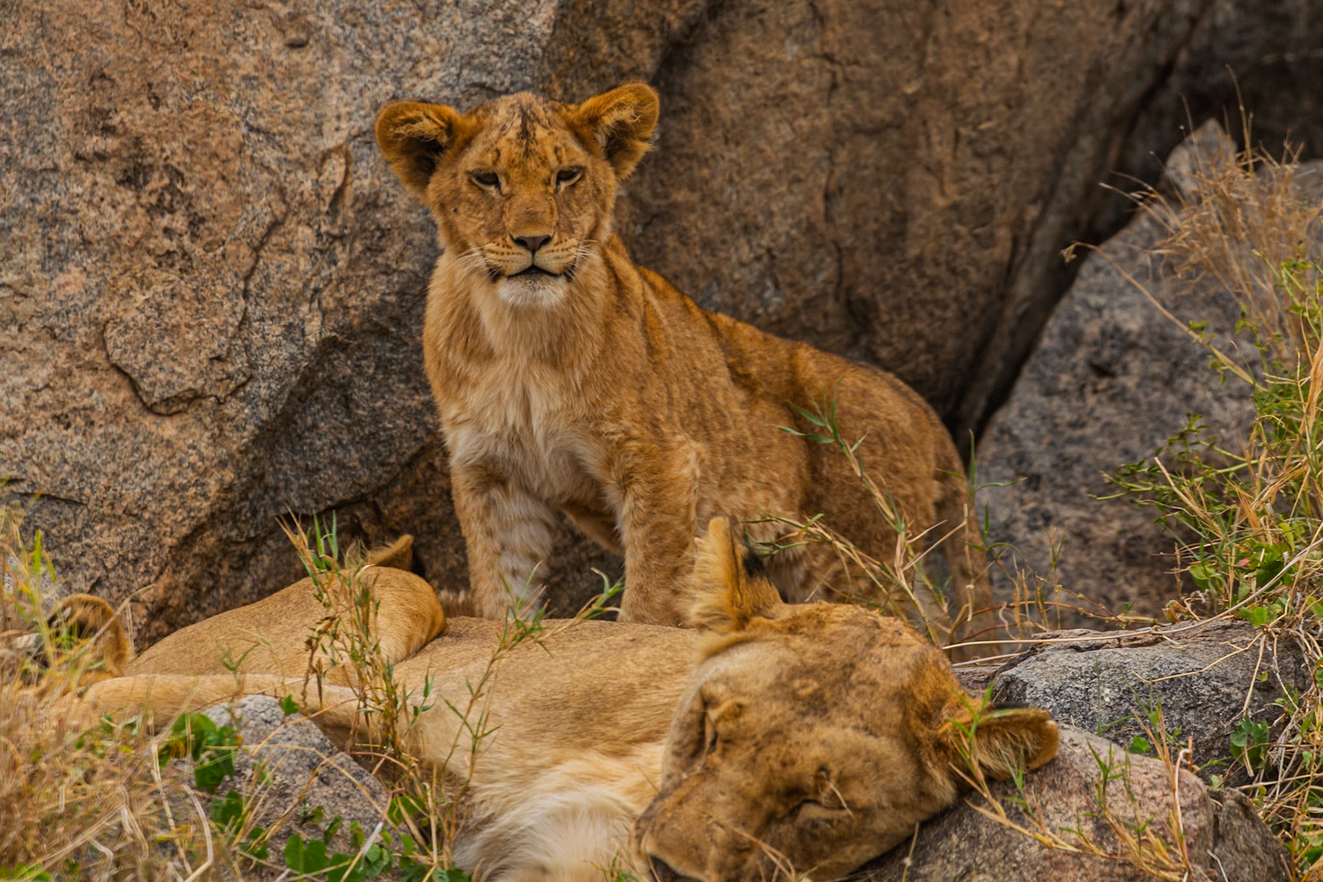 A lion cub stands guard as its mother rests in Serengeti National Park, Tanzania. The cub is alert and watchful.
