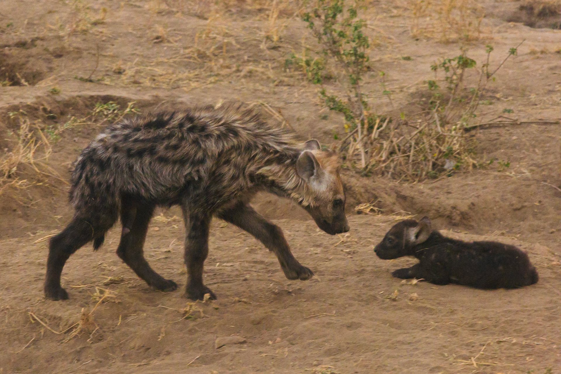 A spotted hyena approaches its cub in Serengeti National Park, Tanzania. The mother is likely checking on or protecting her young.