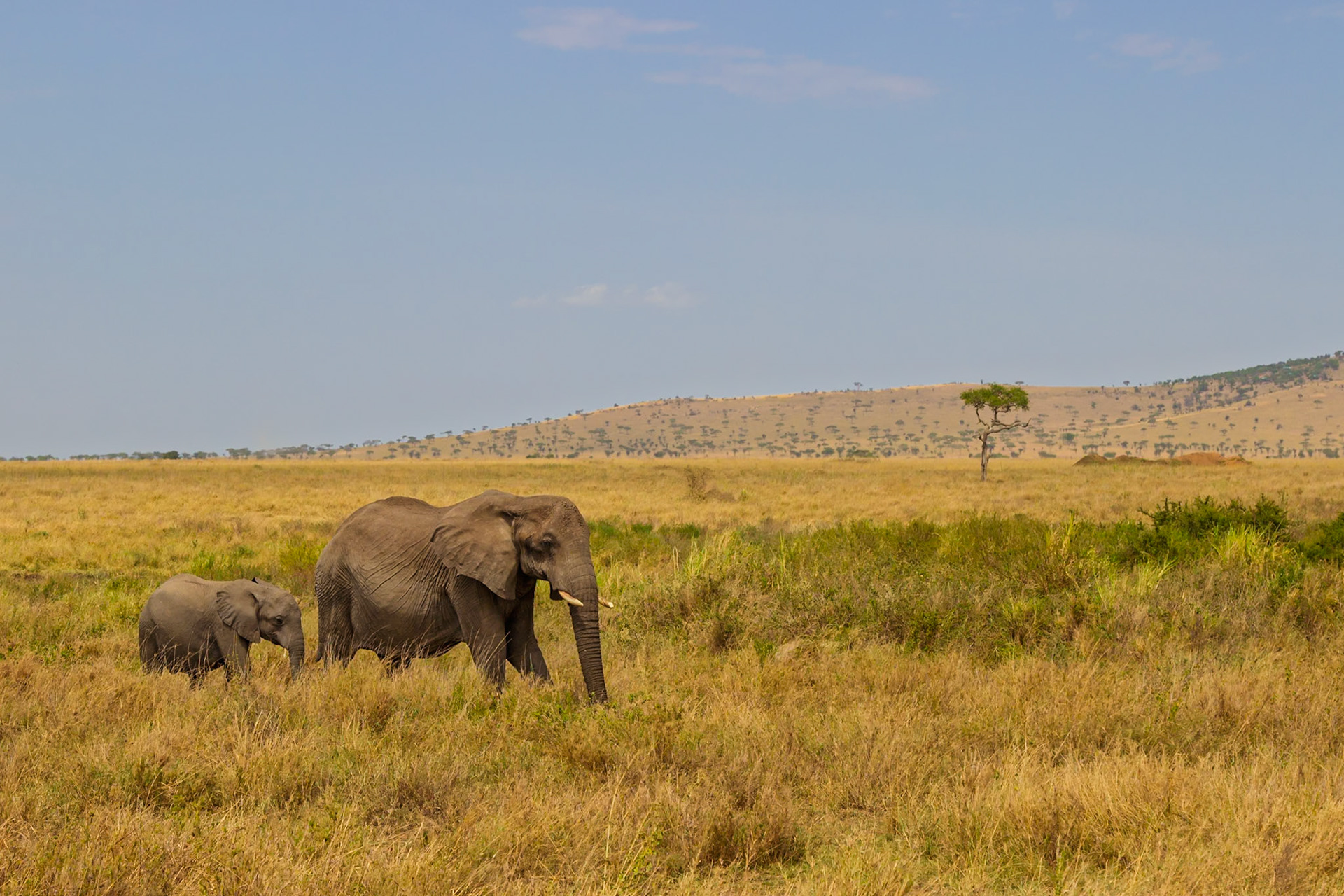 An elephant mother and calf walk through the Serengeti National Park in Tanzania, foraging for food.