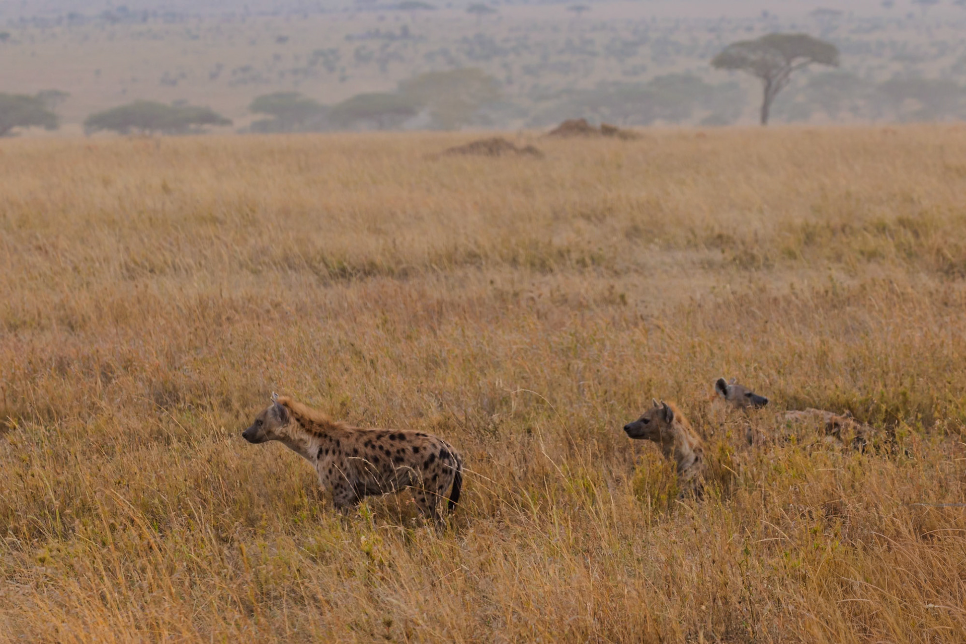 Spotted hyenas roam the Serengeti National Park in Tanzania, blending into the tall, dry grass as they search for their next meal.