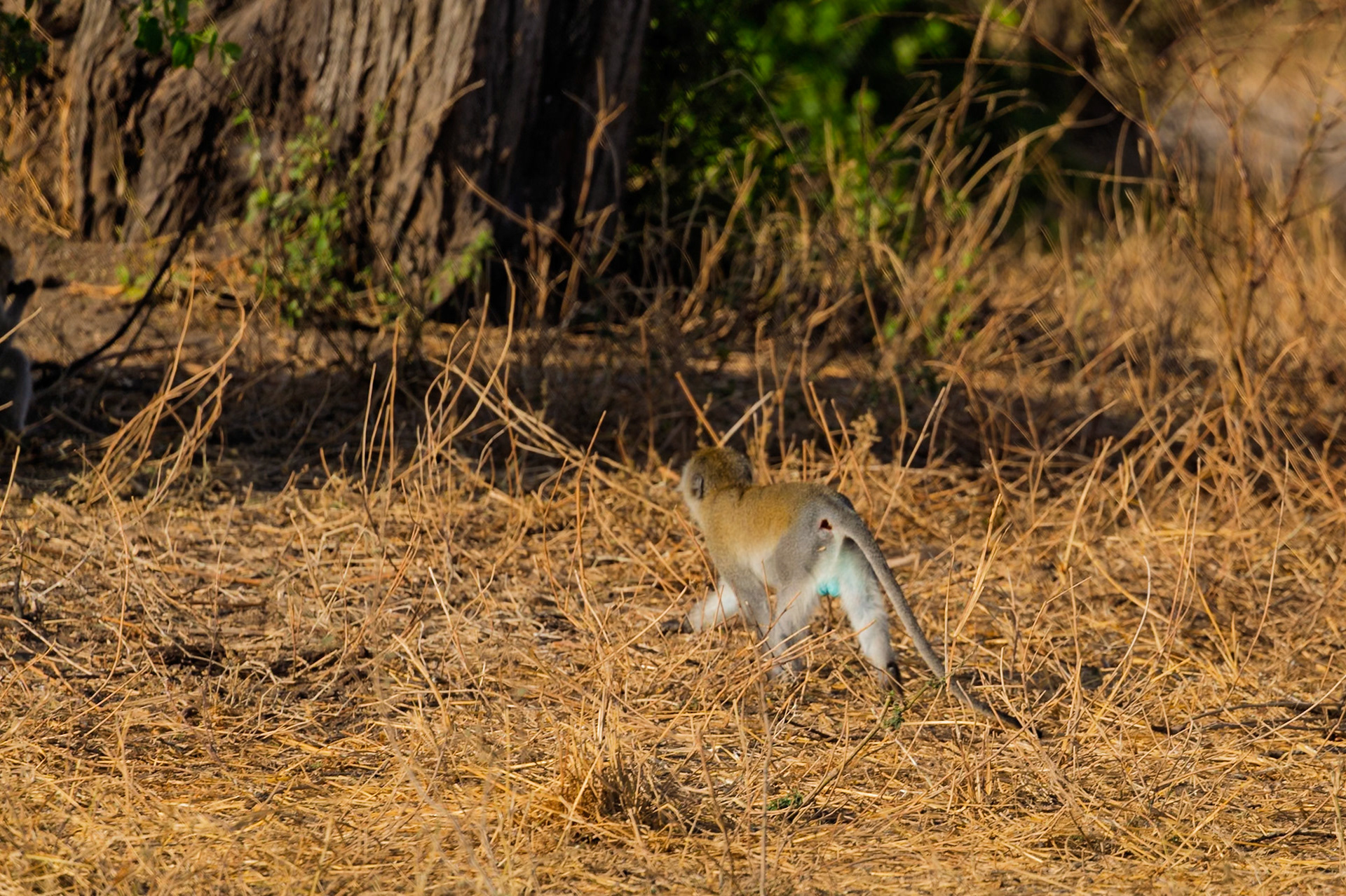 A vervet monkey forages for food in the tall grasses of Tarangire National Park, Tanzania.