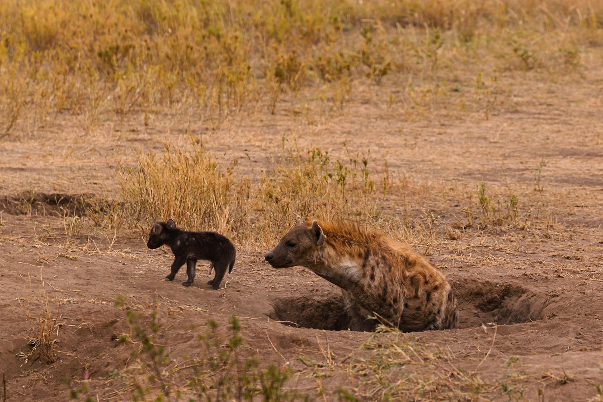 A spotted hyena and its cub are seen near their den in Serengeti National Park, Tanzania. The cub is walking while the mother rests.