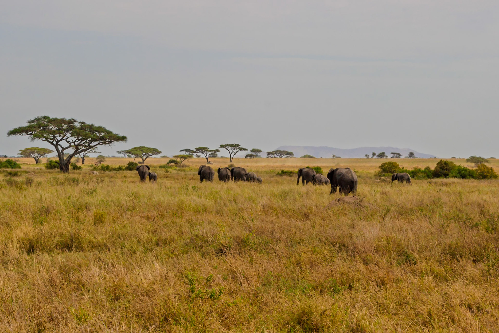 A herd of elephants graze in the Serengeti National Park, Tanzania, seeking sustenance in the golden grasslands.