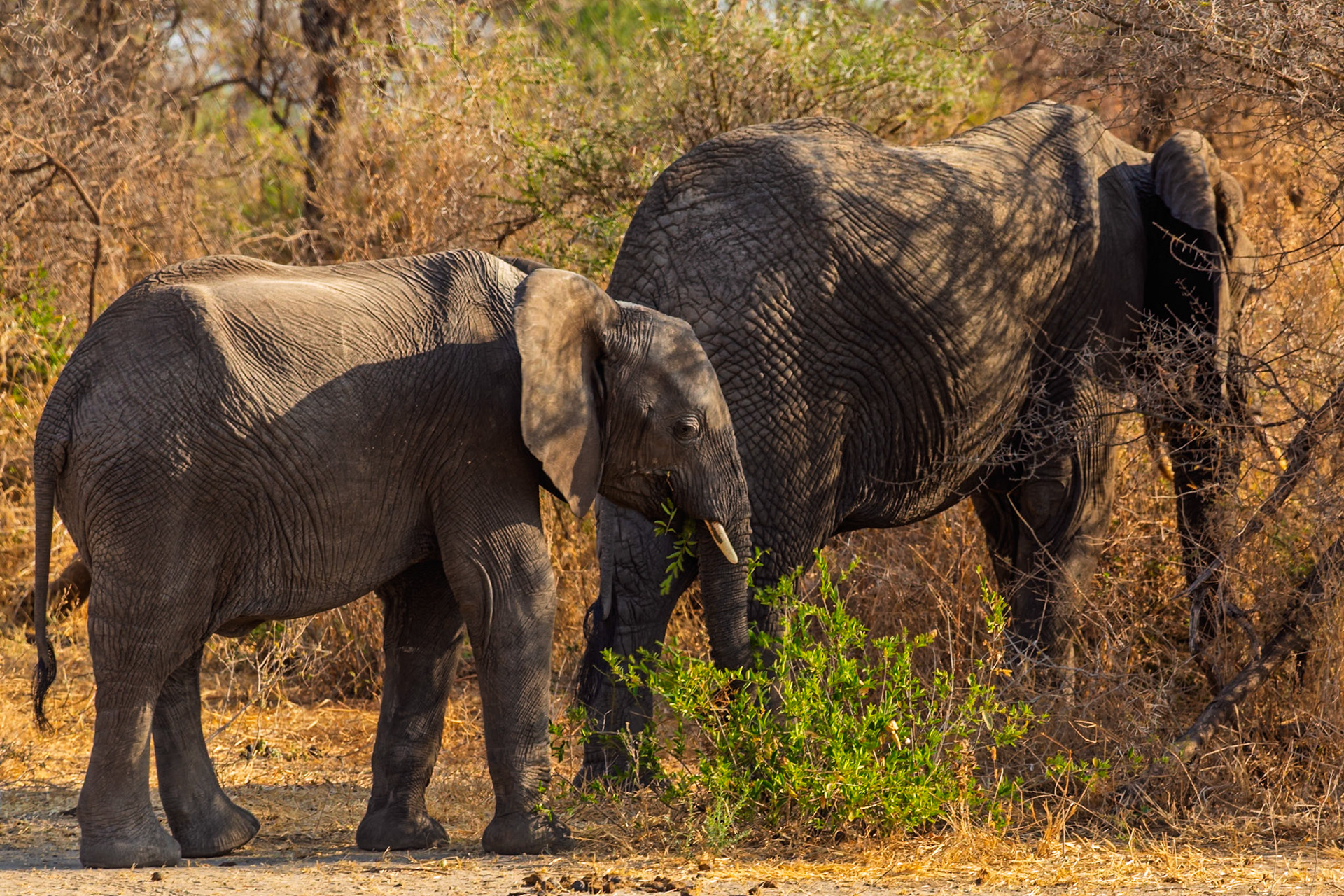 Two elephants forage for food in Tarangire National Park, Tanzania. The smaller elephant eats from a green bush.