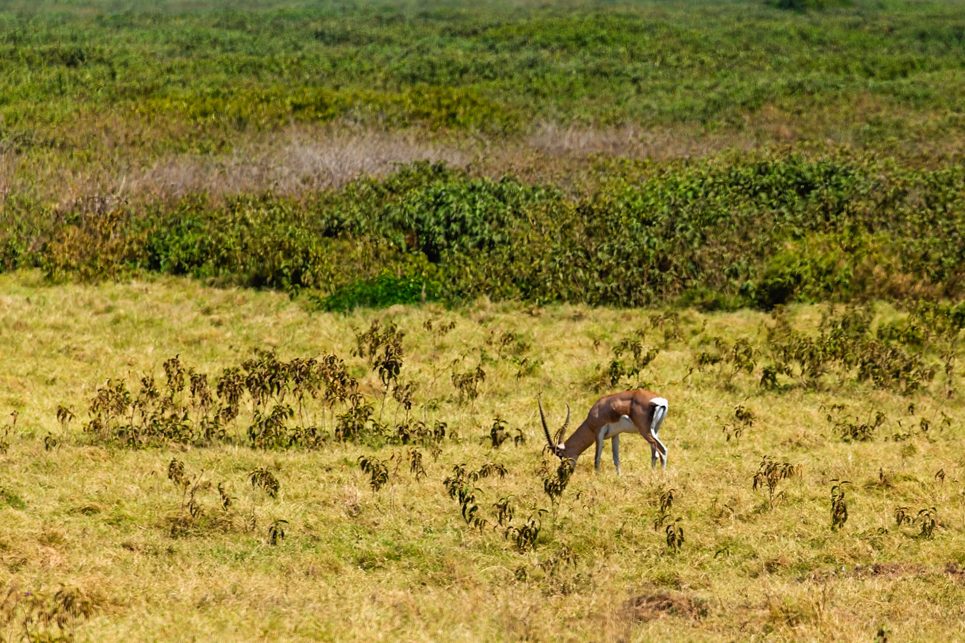 A Grant's gazelle grazes in Amboseli National Park, Kenya. It's eating to sustain itself in its natural habitat.