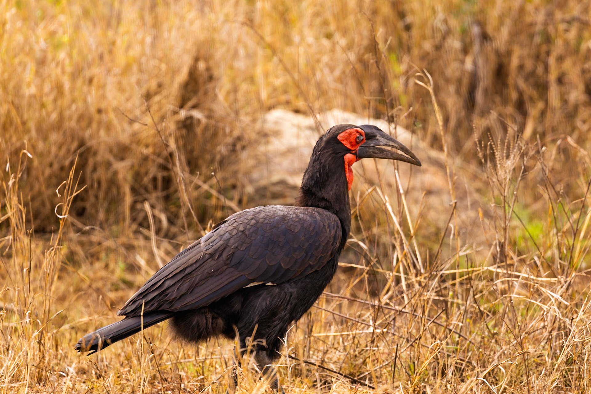 A Southern Ground Hornbill forages in the tall grasses of Serengeti National Park, Tanzania.
