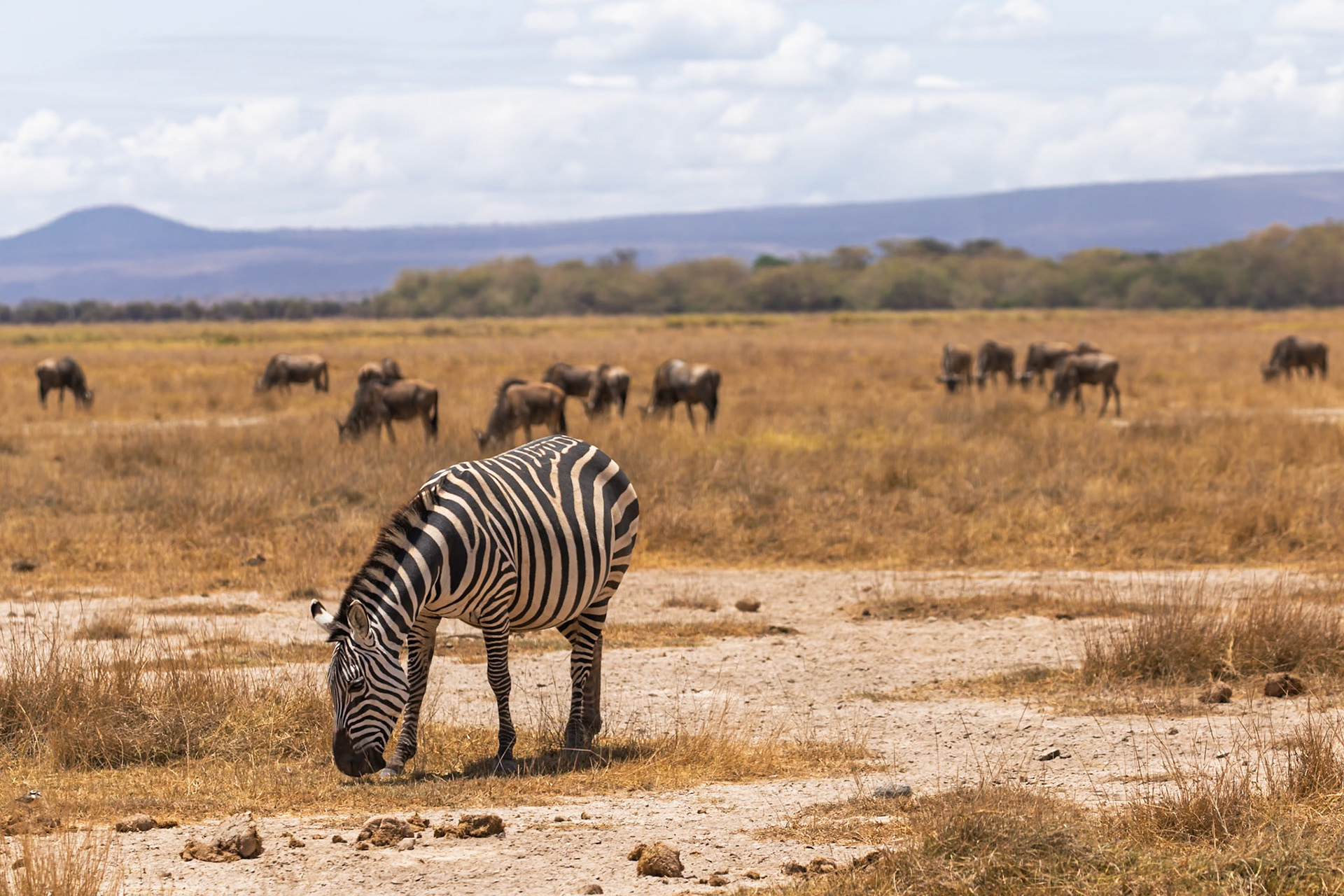 A zebra grazes in Amboseli National Park, Kenya, while wildebeest graze in the background.