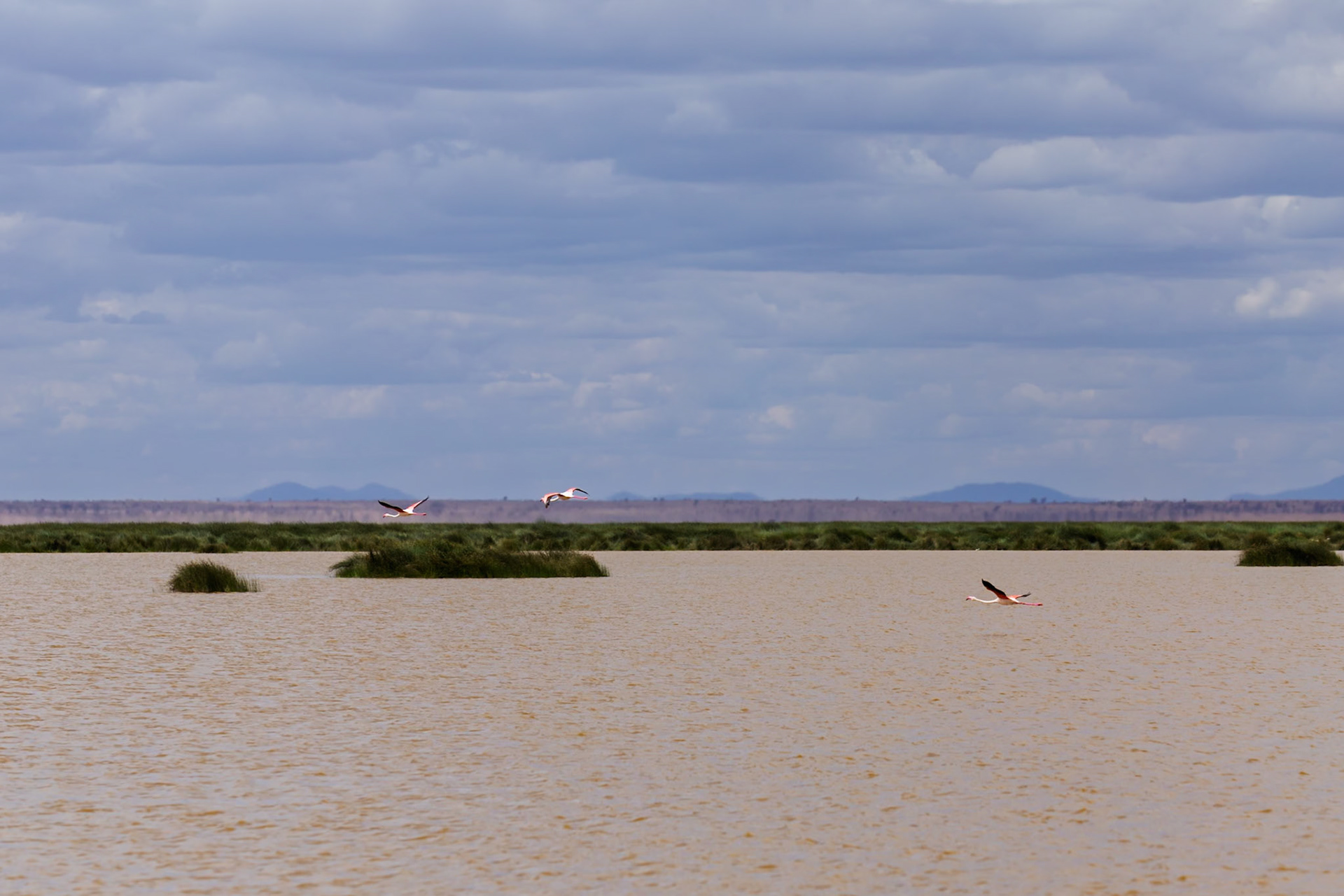 Flamingos fly over a lake in Amboseli National Park, Kenya. They are likely searching for food or a new habitat.