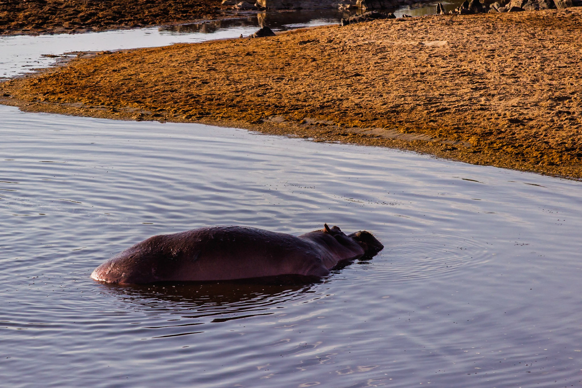A hippo relaxes in the water at Serengeti National Park, Tanzania, staying cool and submerged.