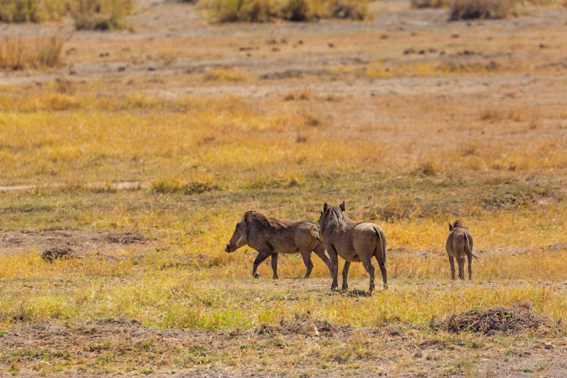 A trio of warthogs forage for food in Amboseli National Park, Kenya. They are walking through the dry, grassy landscape.