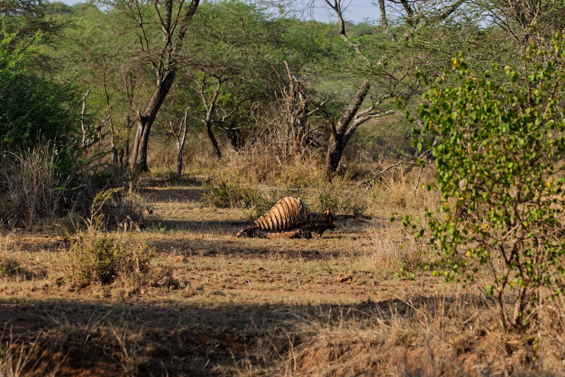 A zebra carcass lies in the Serengeti National Park, Tanzania. Scavengers are likely feeding on the remains.