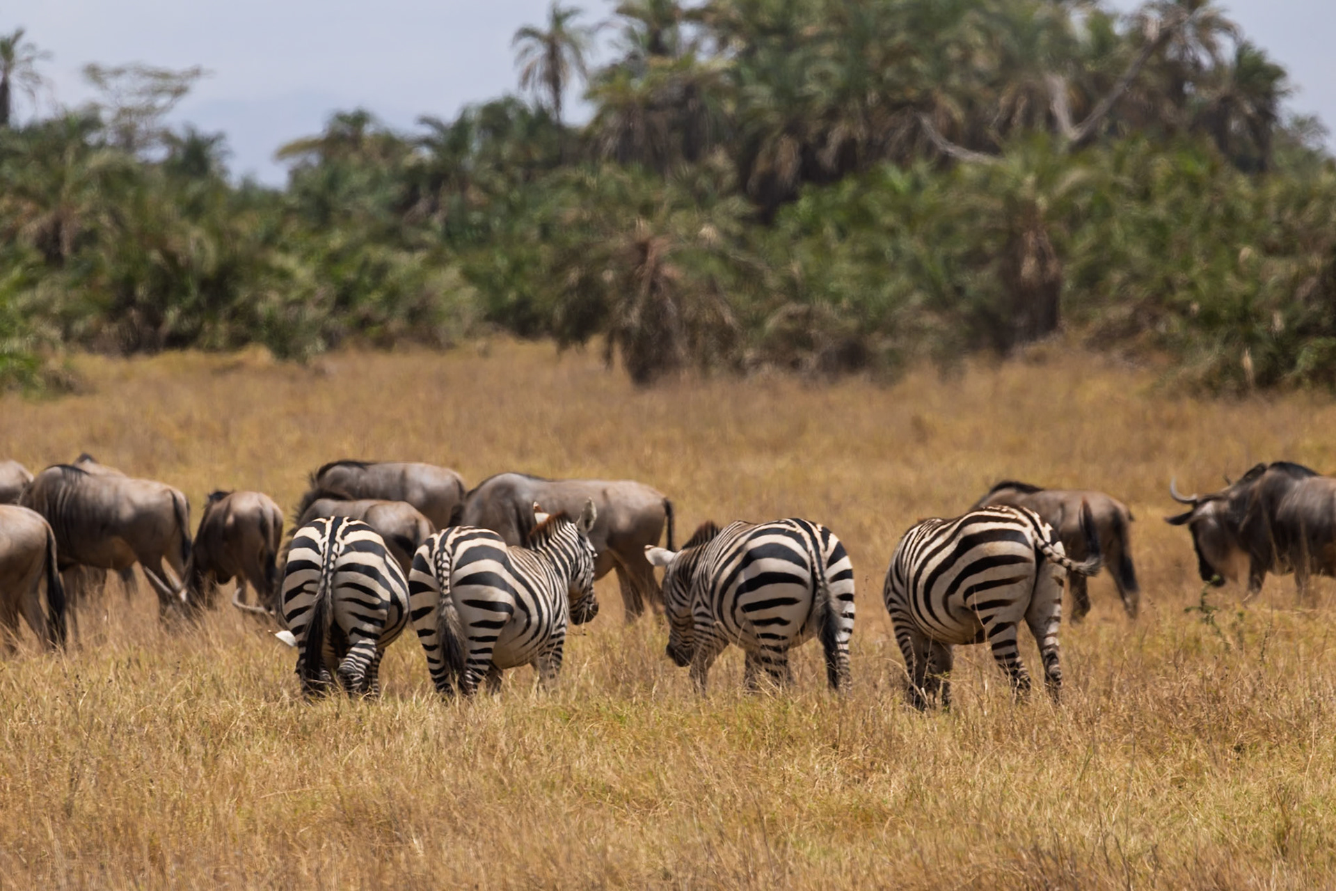 Zebras and wildebeest graze together in Amboseli National Park, Kenya, sharing the savanna's resources.