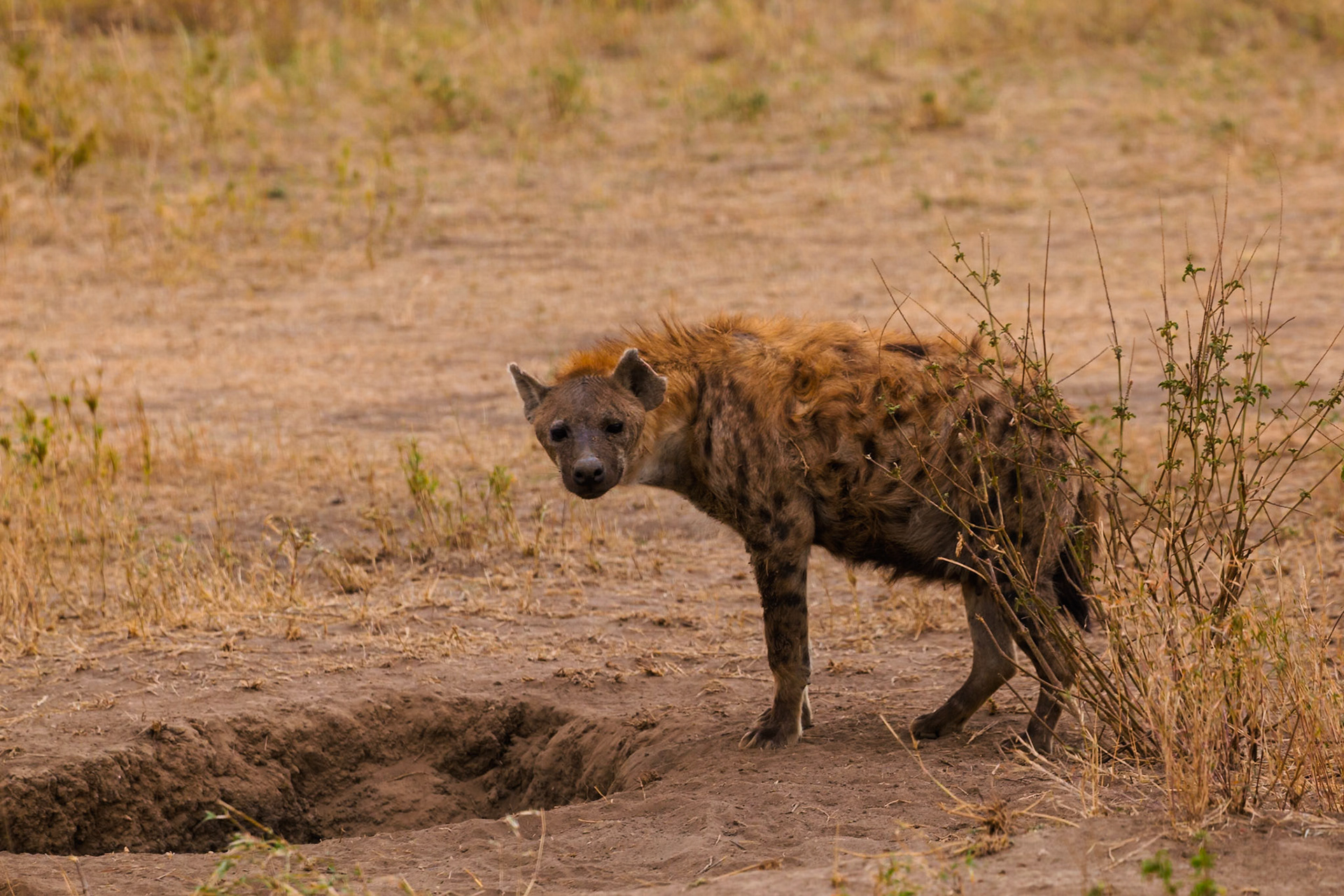 A spotted hyena investigates a hole in the Serengeti National Park, Tanzania, possibly searching for prey.