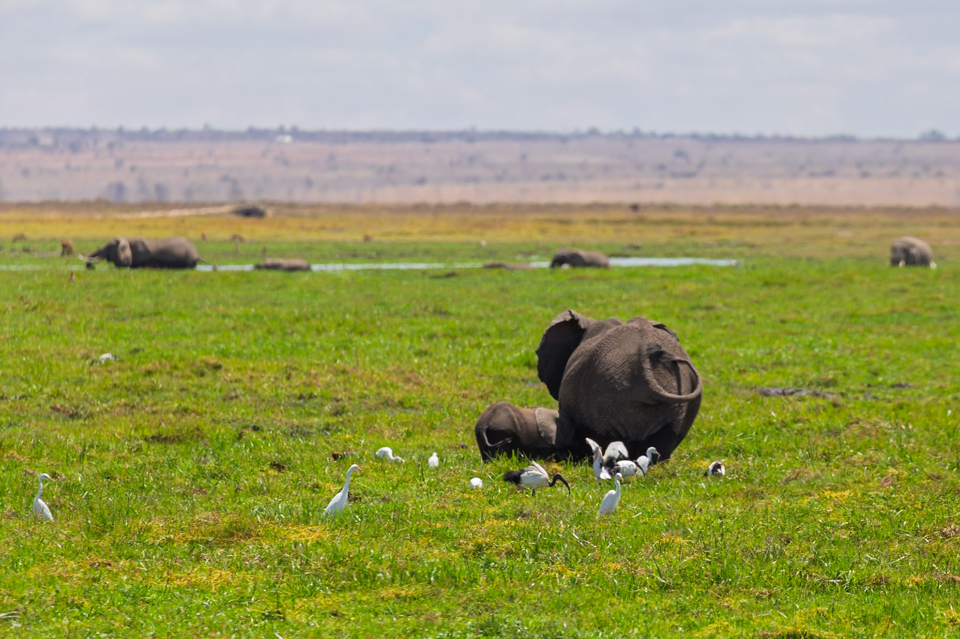 Elephants graze in Kenya's Amboseli National Park, with birds nearby. They coexist in the park's ecosystem.