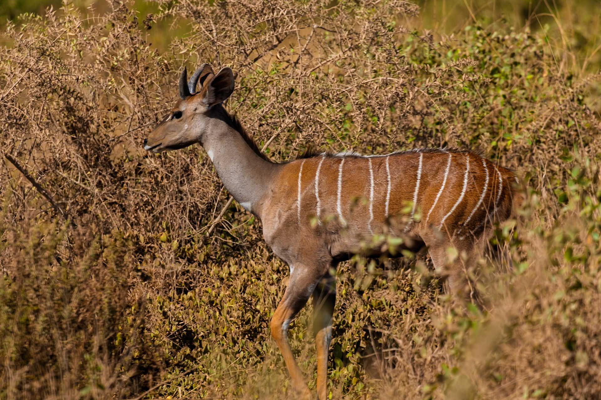 A female Kudu forages for food in Amboseli National Park, Kenya. She is walking through the brush, looking for something to eat.