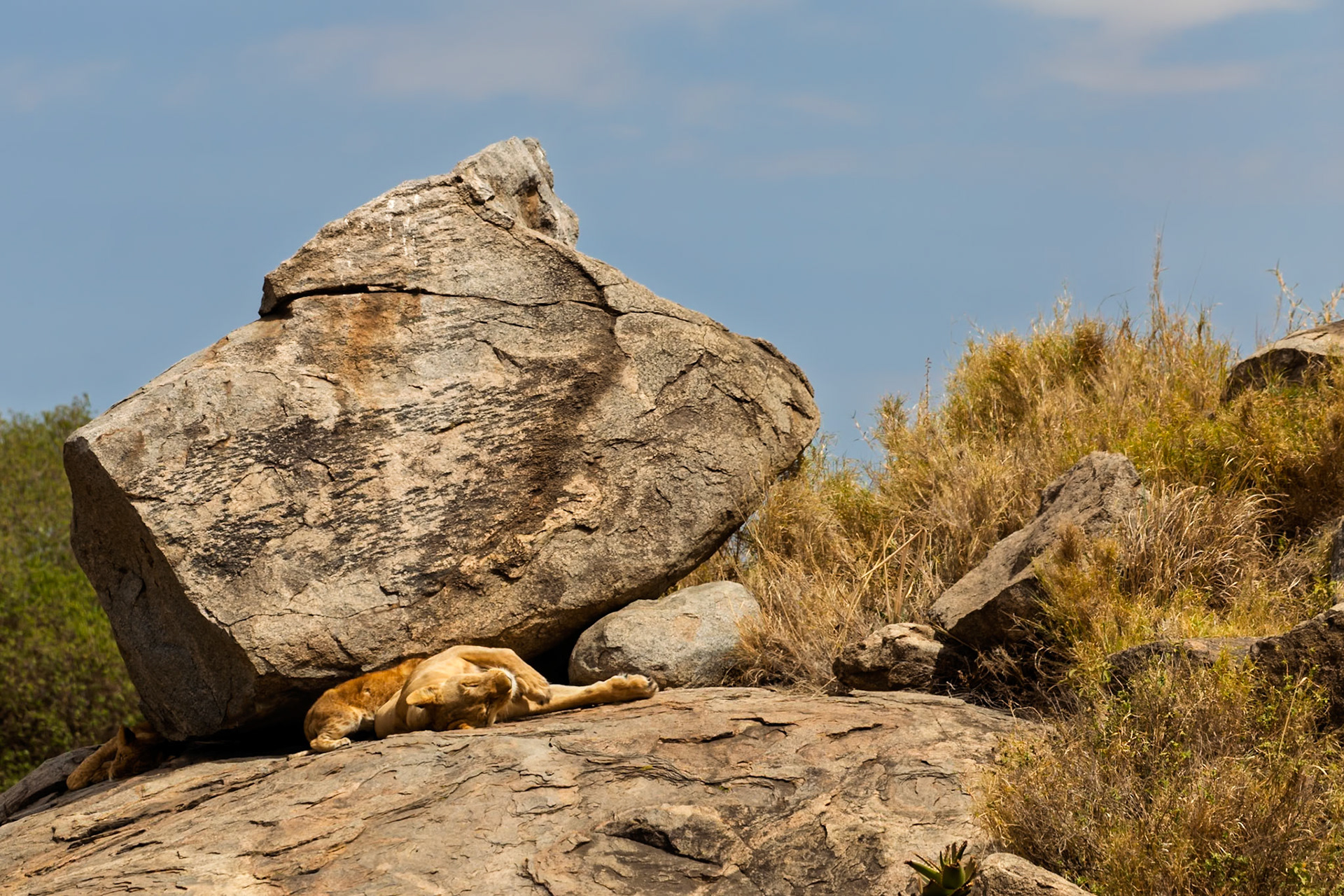 A lioness rests under a rock in Tanzania's Serengeti National Park, seeking shade from the sun.