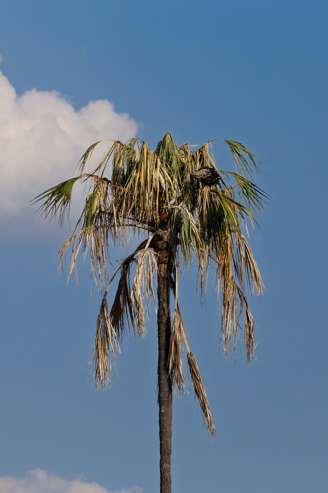 A palm tree stands tall in Tarangire National Park, Tanzania, its fronds reaching towards the sky.