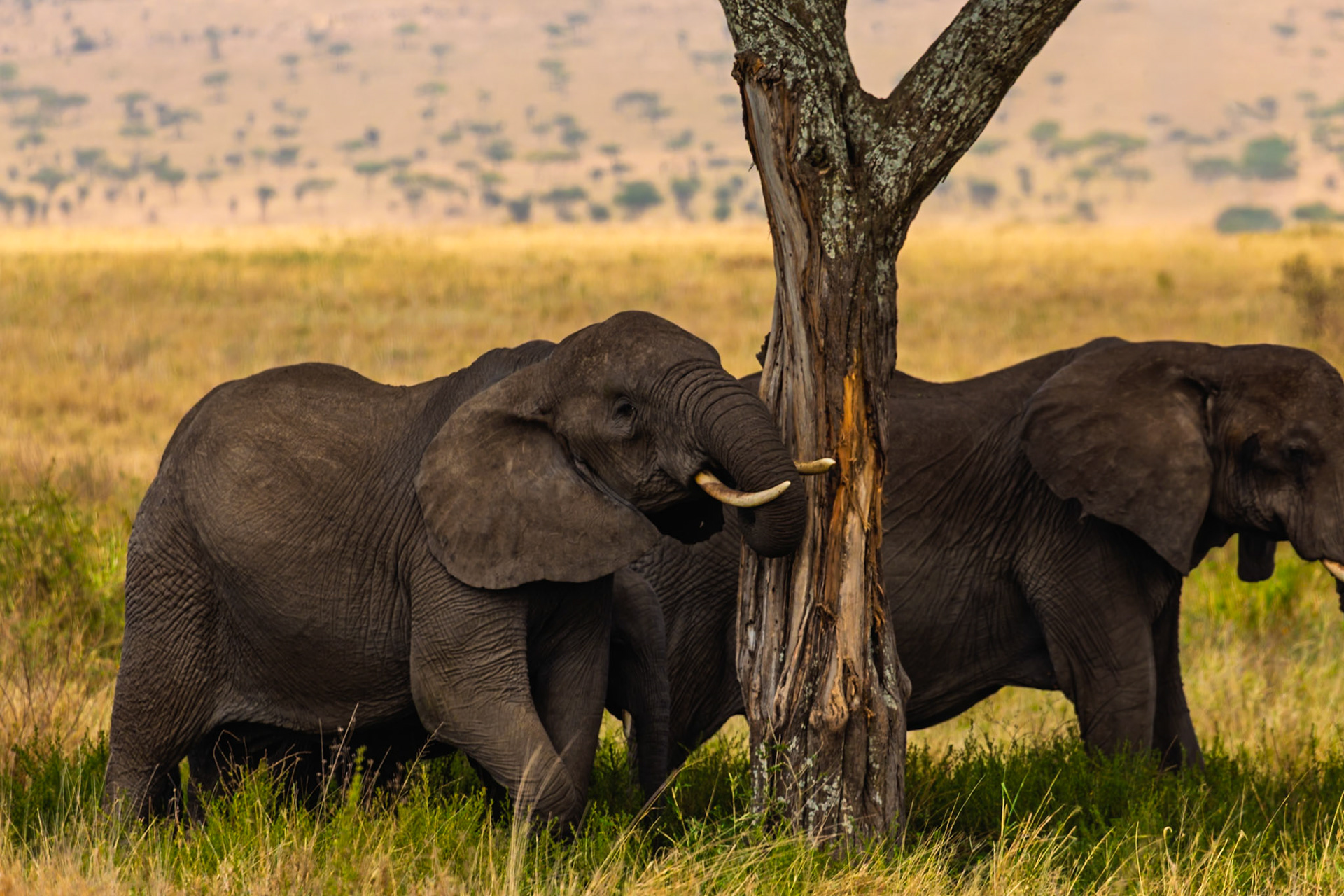 Two elephants in Serengeti National Park, Tanzania, one scratching its face on a tree, likely for comfort or to remove parasites.
