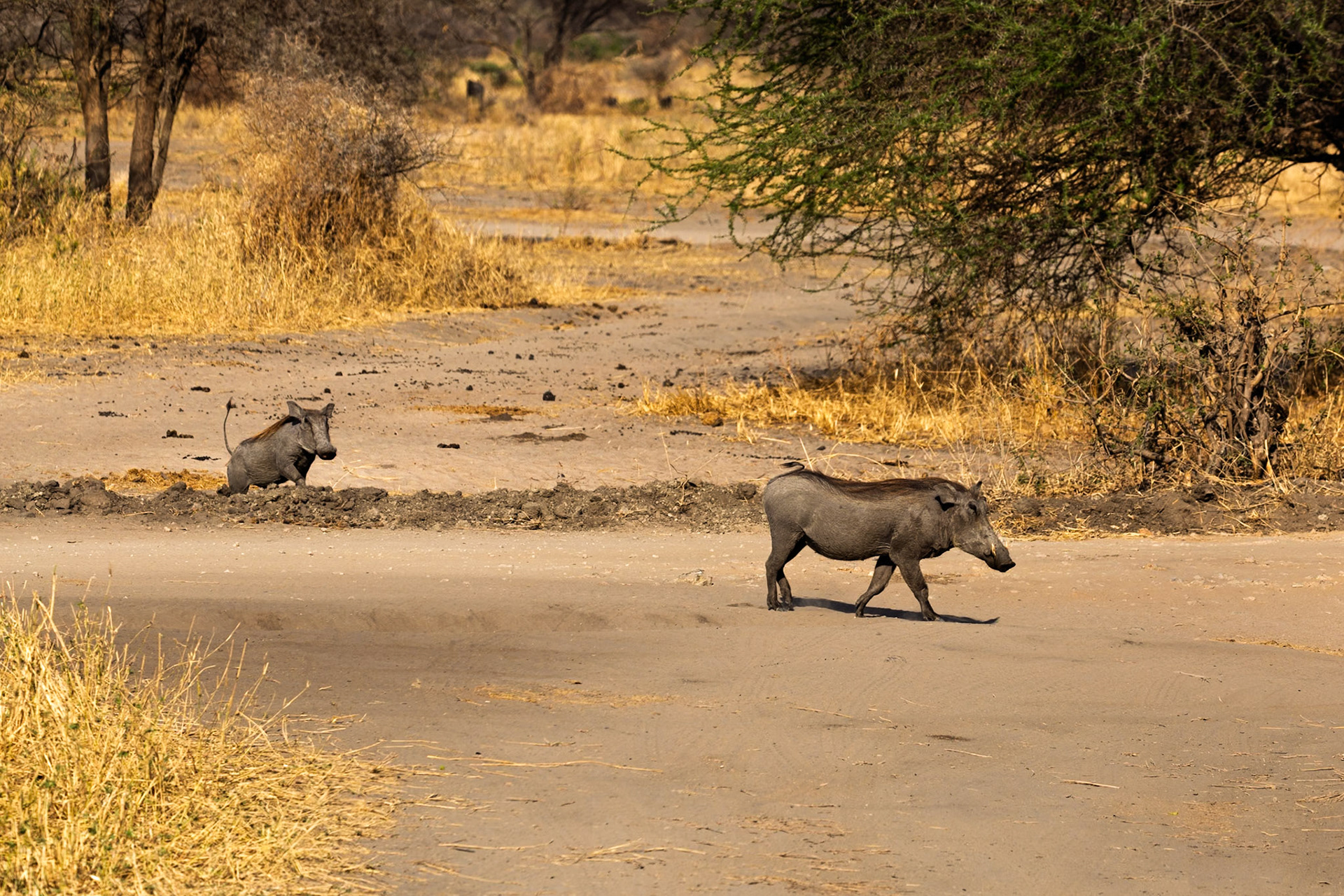 Two warthogs are seen in Tarangire National Park, Tanzania. One is crossing the road, while the other is digging in the dirt.