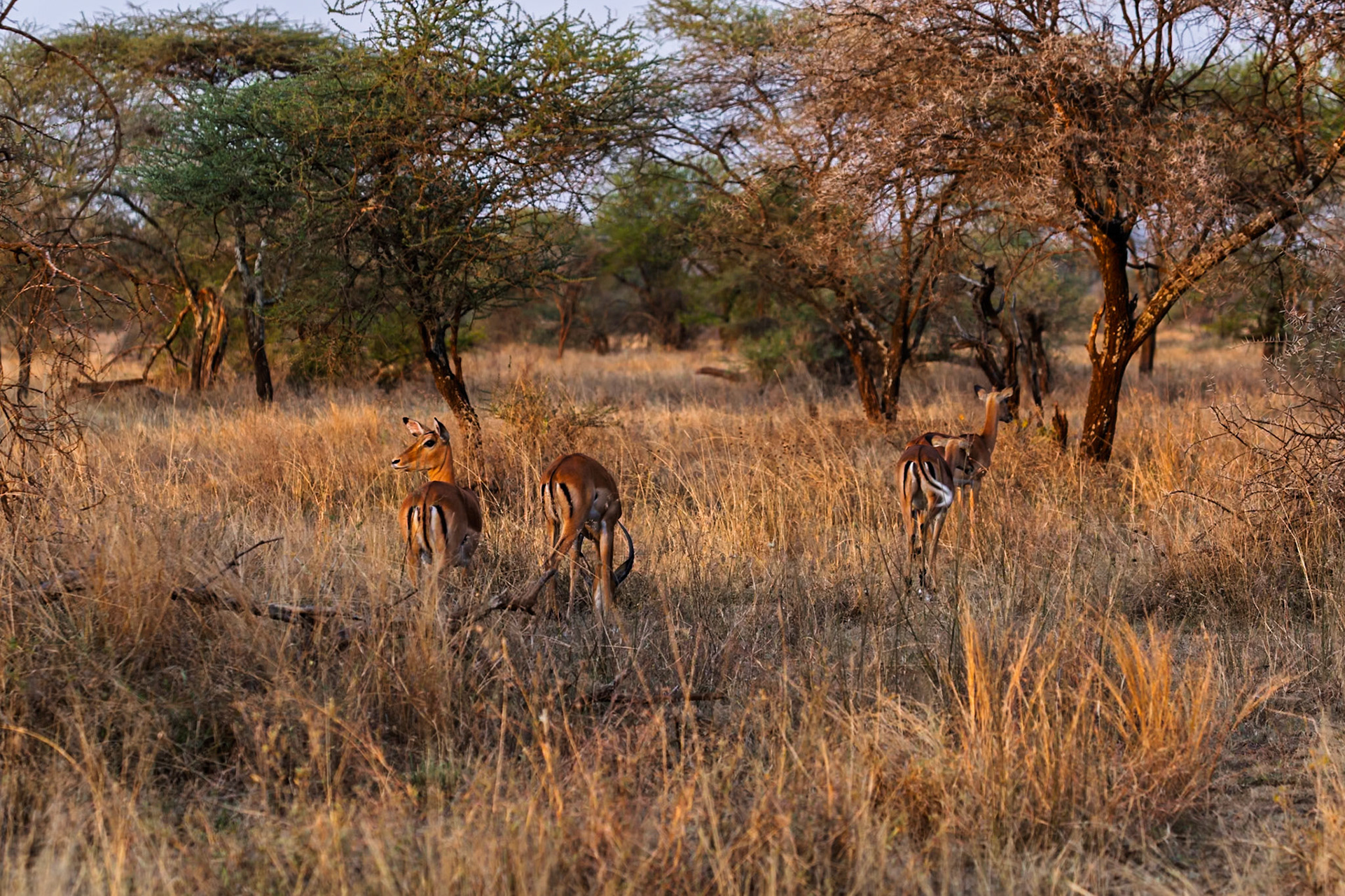 Three Impala are grazing in the tall grass of the Serengeti National Park, Tanzania, as they search for food.
