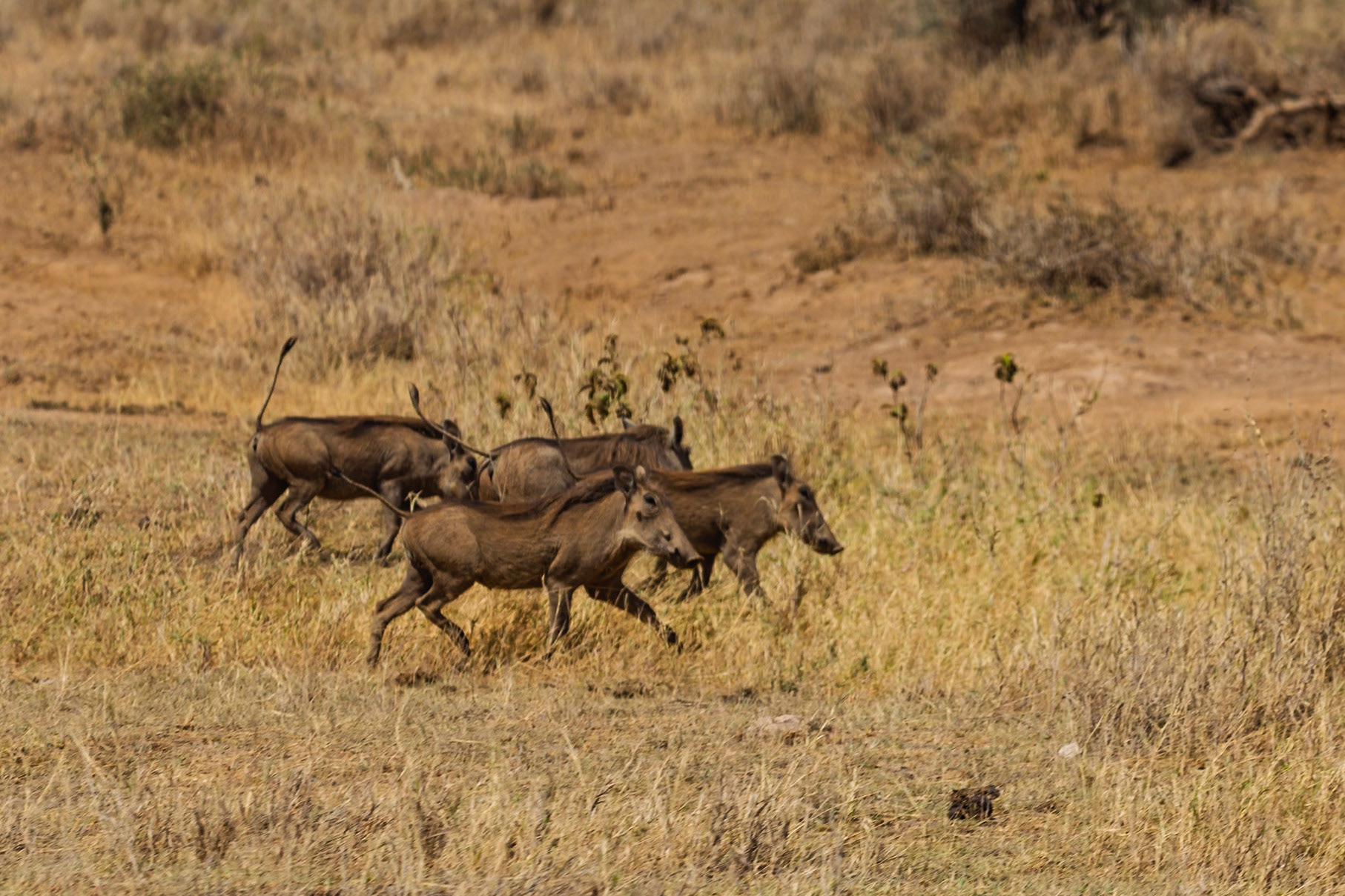 A group of warthogs are running through the tall grass in Amboseli National Park, Kenya.