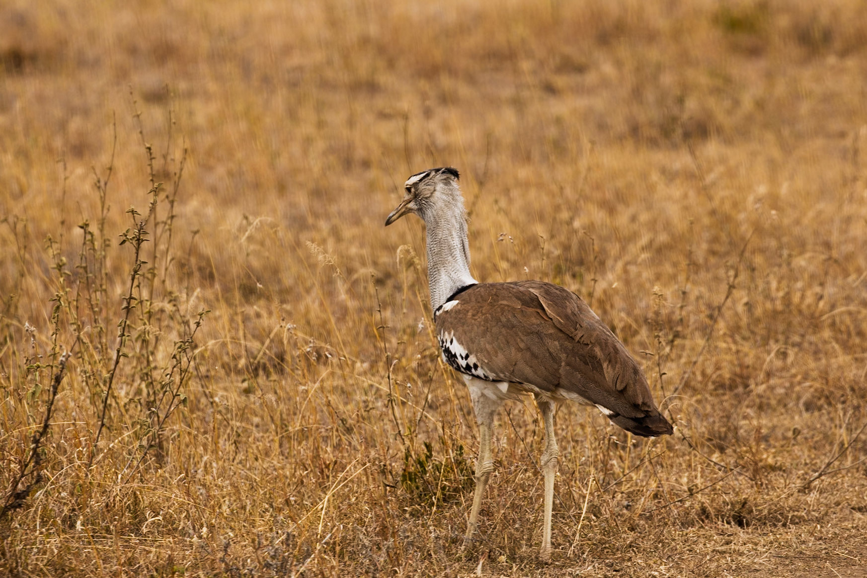 A Kori Bustard stands tall in Serengeti National Park, Tanzania, blending with the golden grasses.