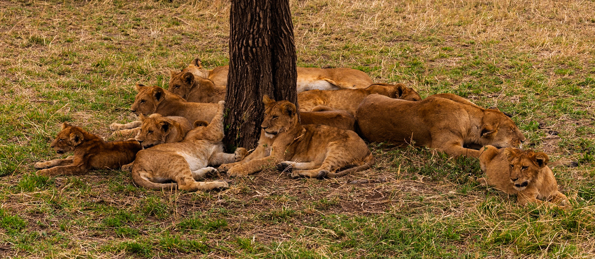 A pride of lions rests in the shade of a tree in Tanzania's Serengeti National Park, seeking respite from the heat.
