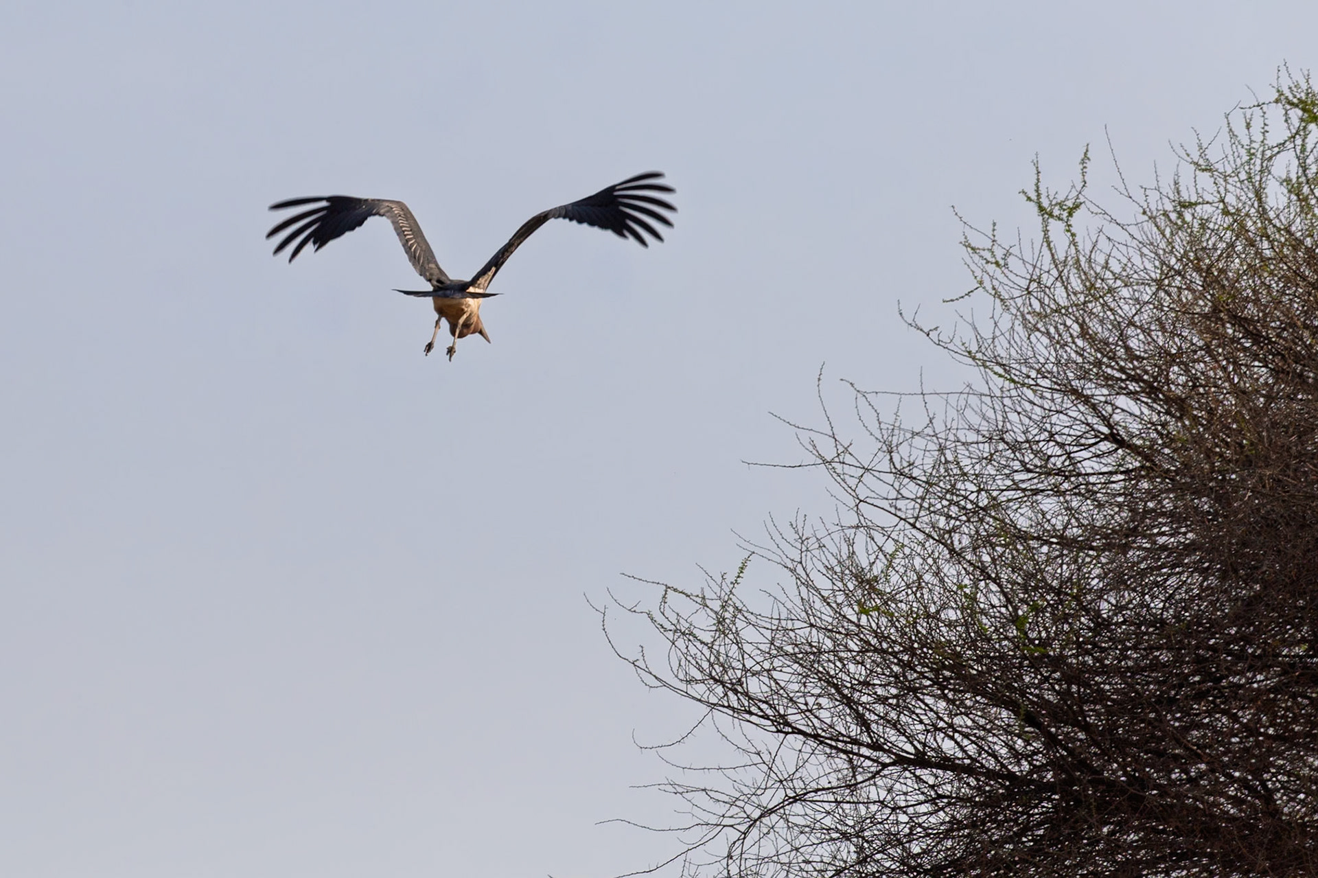 A martial eagle is seen flying in Tarangire National Park, Tanzania. The eagle is flying away from the viewer and towards a tree.
