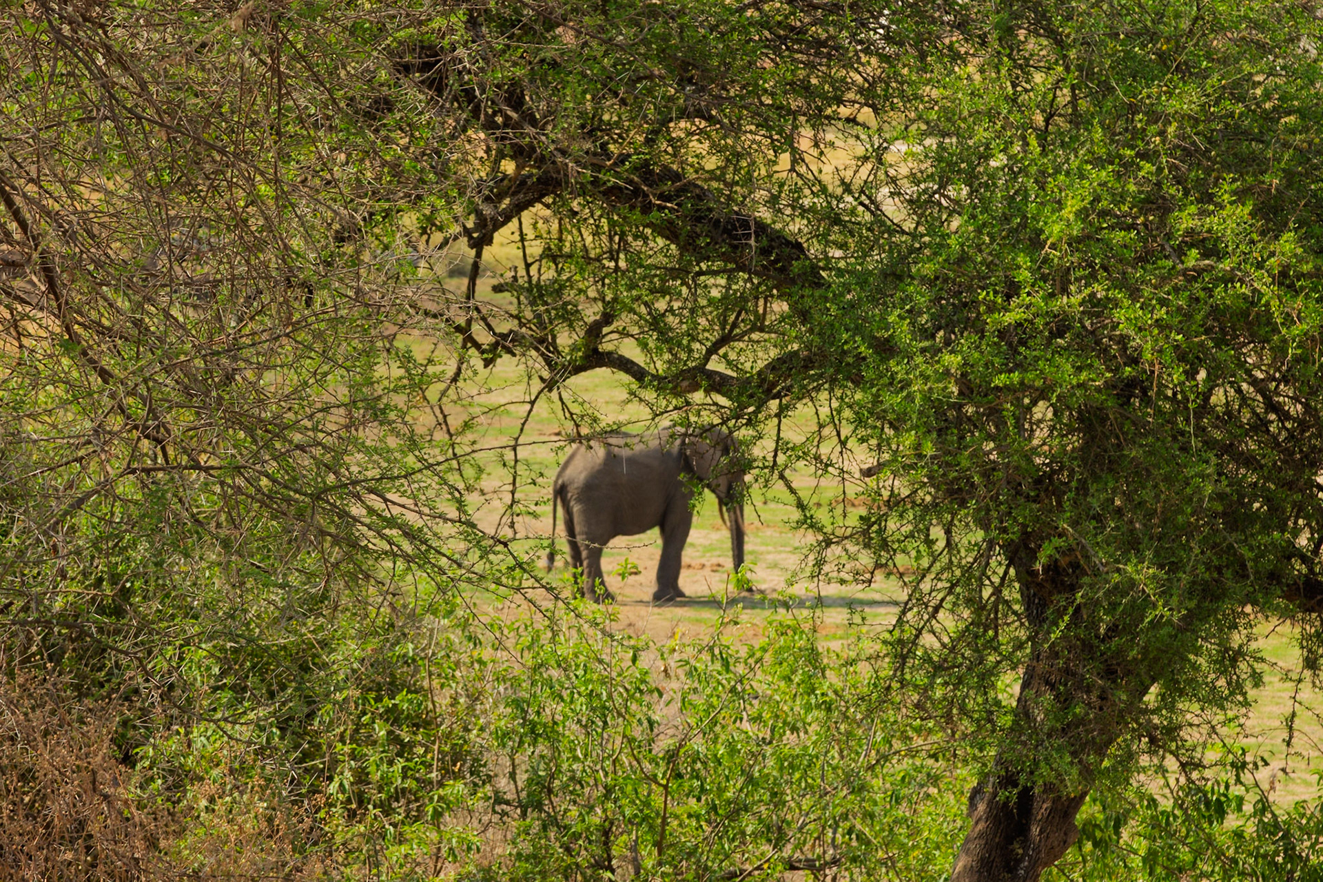 An elephant is seen through the dense, thorny branches of Tarangire National Park, Tanzania, living freely in its natural habitat.