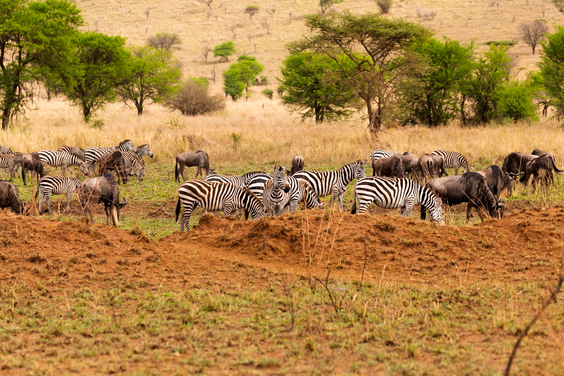 Zebras and wildebeest graze together in Serengeti National Park, Tanzania, showcasing the symbiotic relationships in the African savanna.