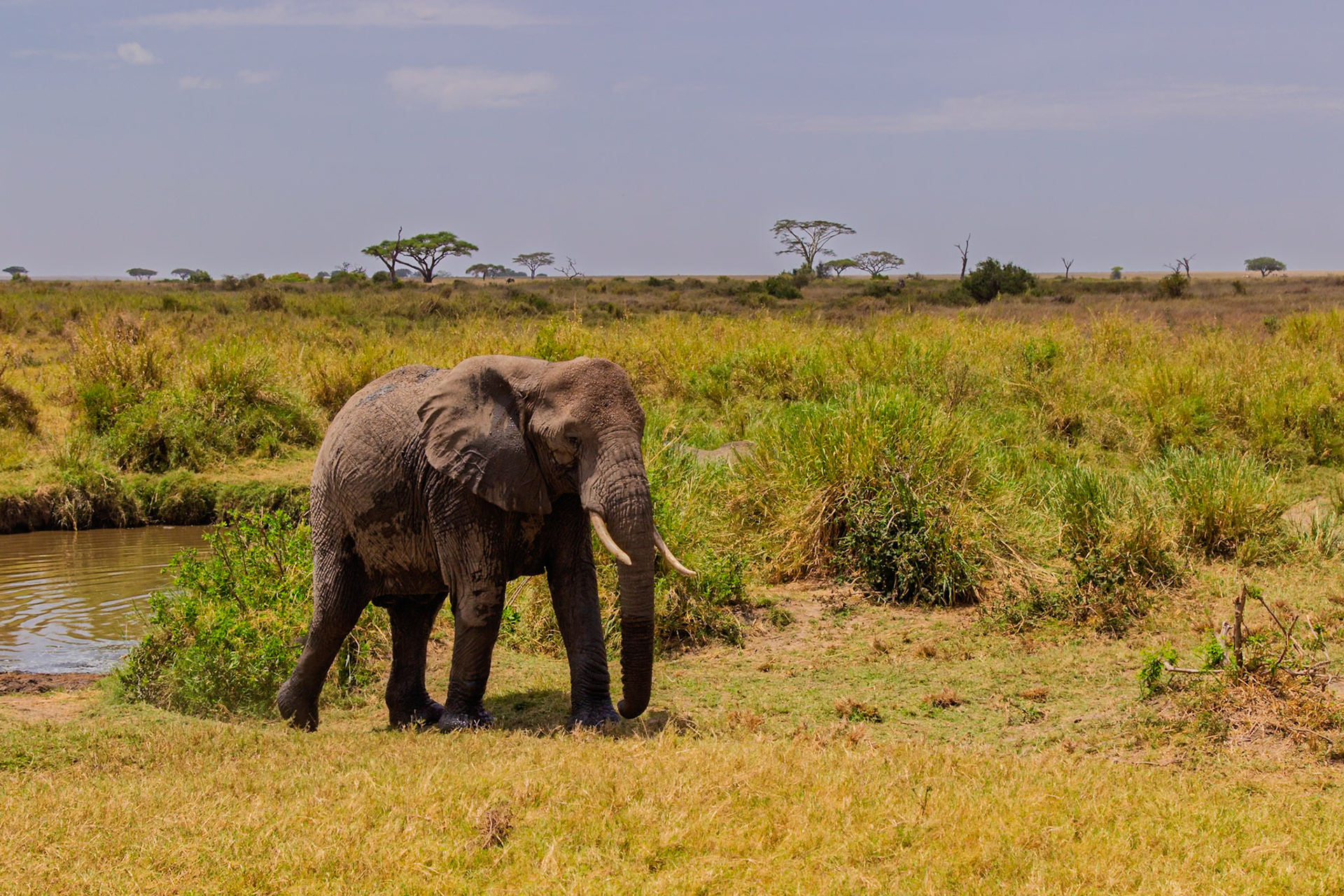An elephant is walking in the Serengeti National Park, Tanzania. It is walking near a watering hole.