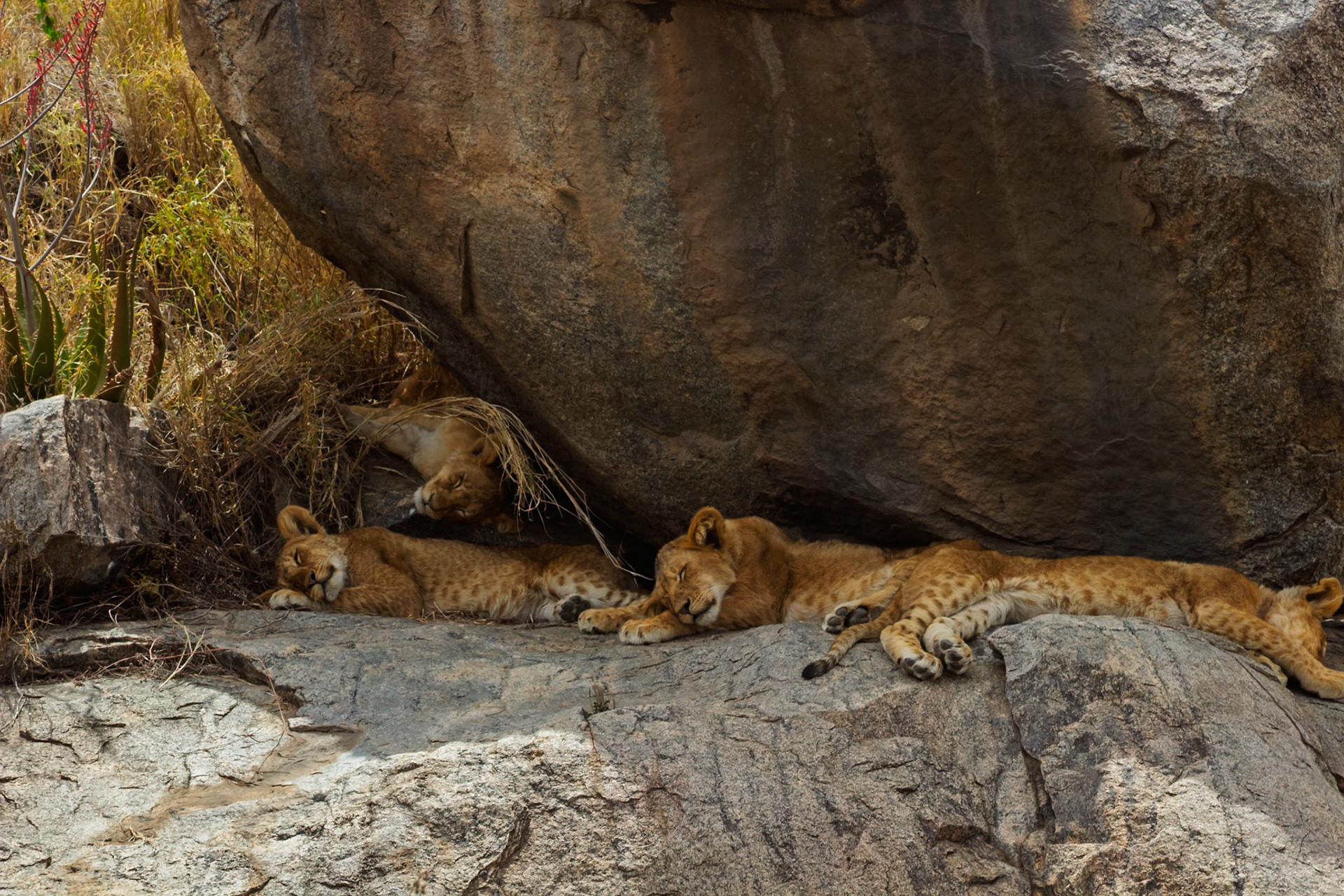 Lion cubs nap on rocks in Serengeti National Park, Tanzania. They rest to conserve energy for future hunts and play.