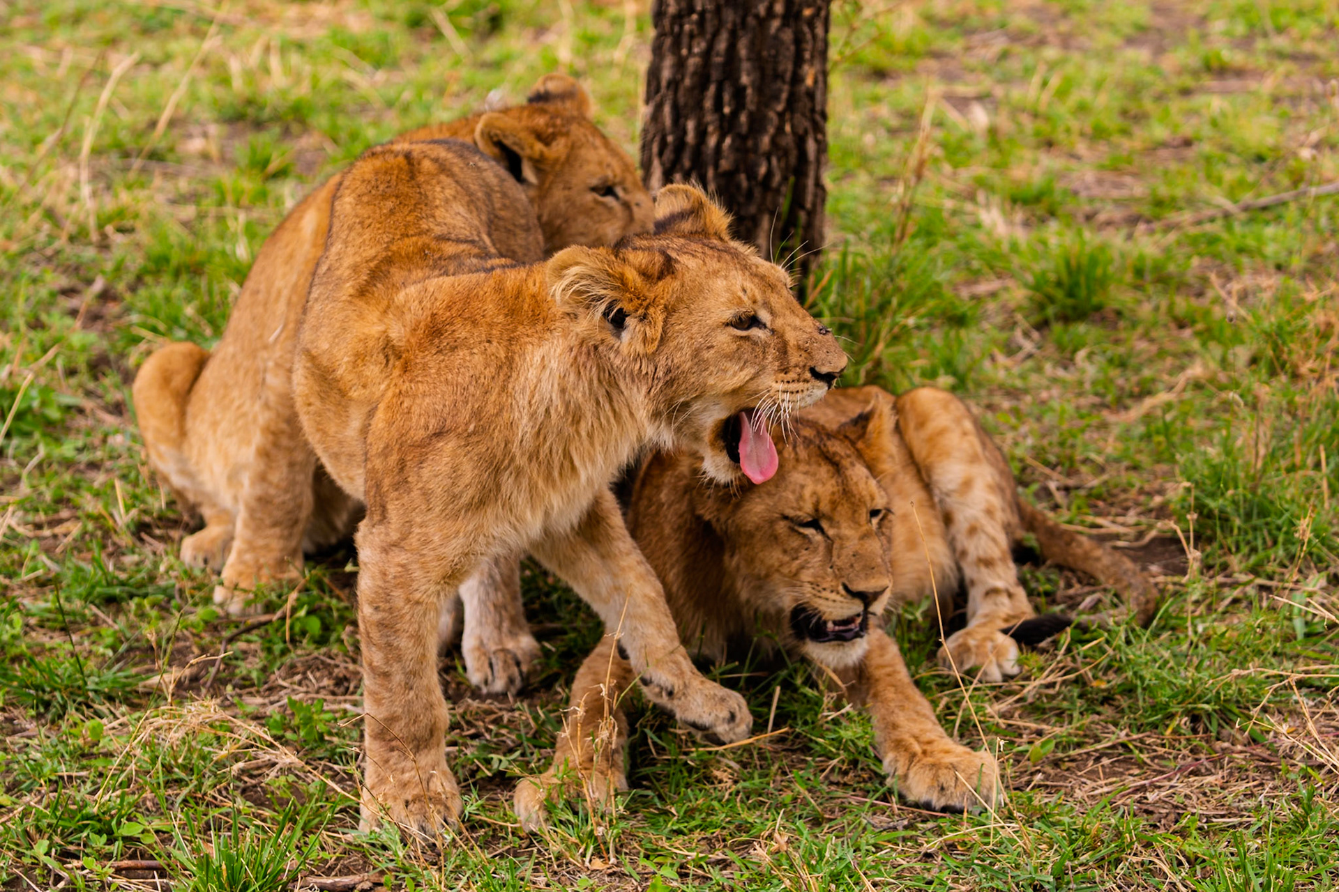 Lion cubs rest near a tree in Tanzania's Serengeti National Park. They are likely resting after playing or exploring.