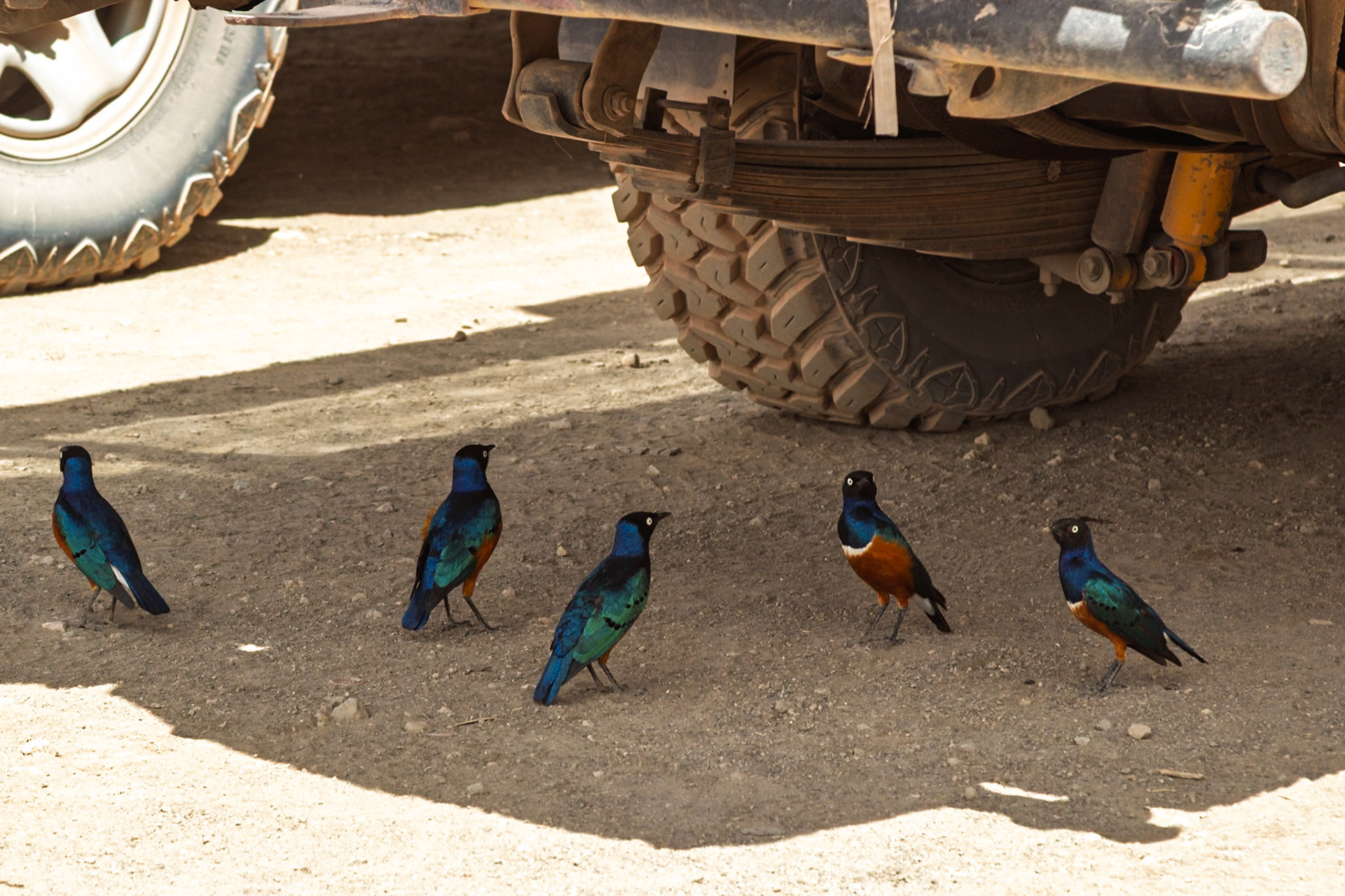 A Superb Starling foraging for food under a safari vehicle in Amboseli National Park, Kenya.