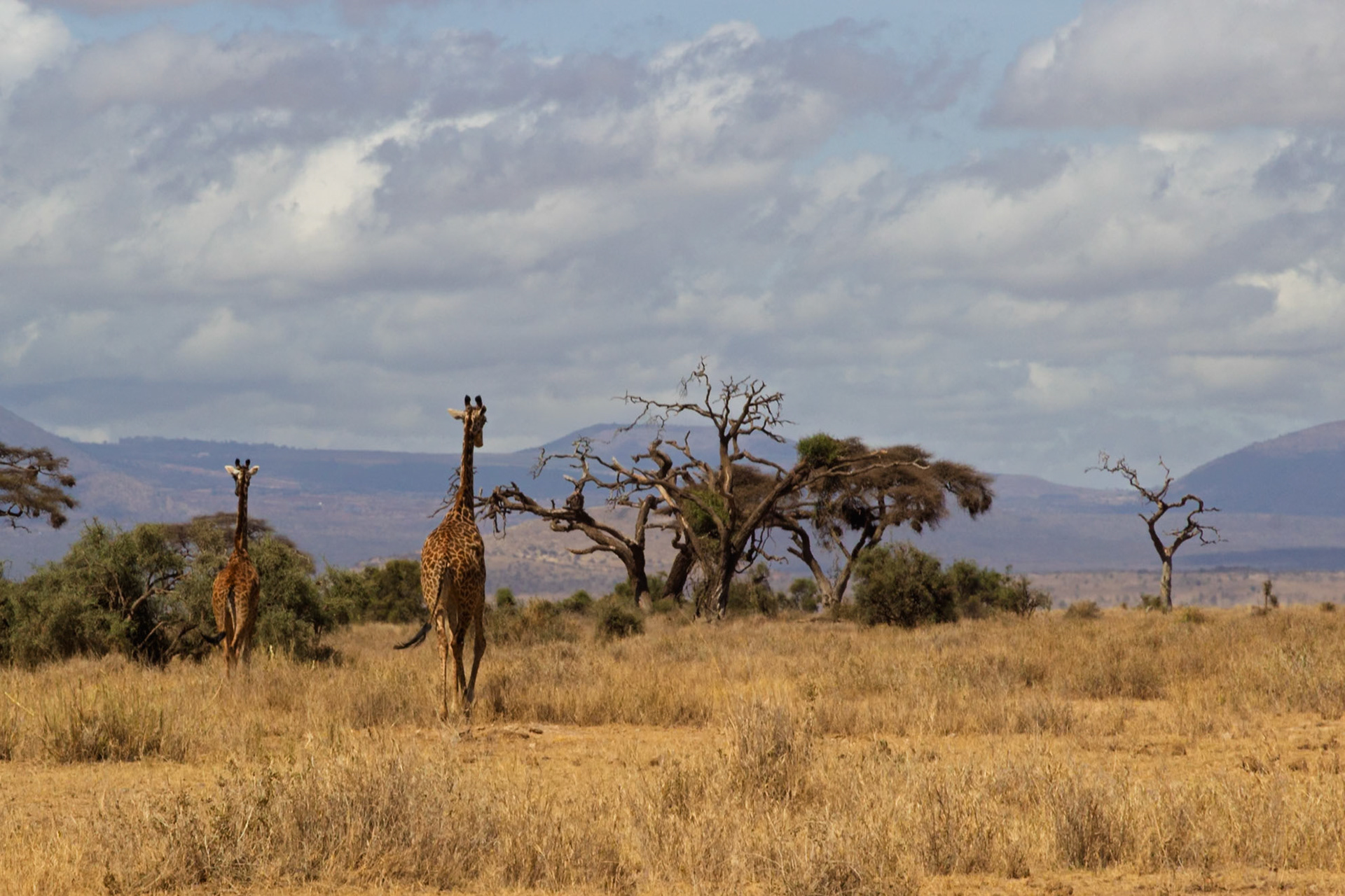 Two giraffes are walking through Amboseli National Park in Kenya, likely searching for food or water.