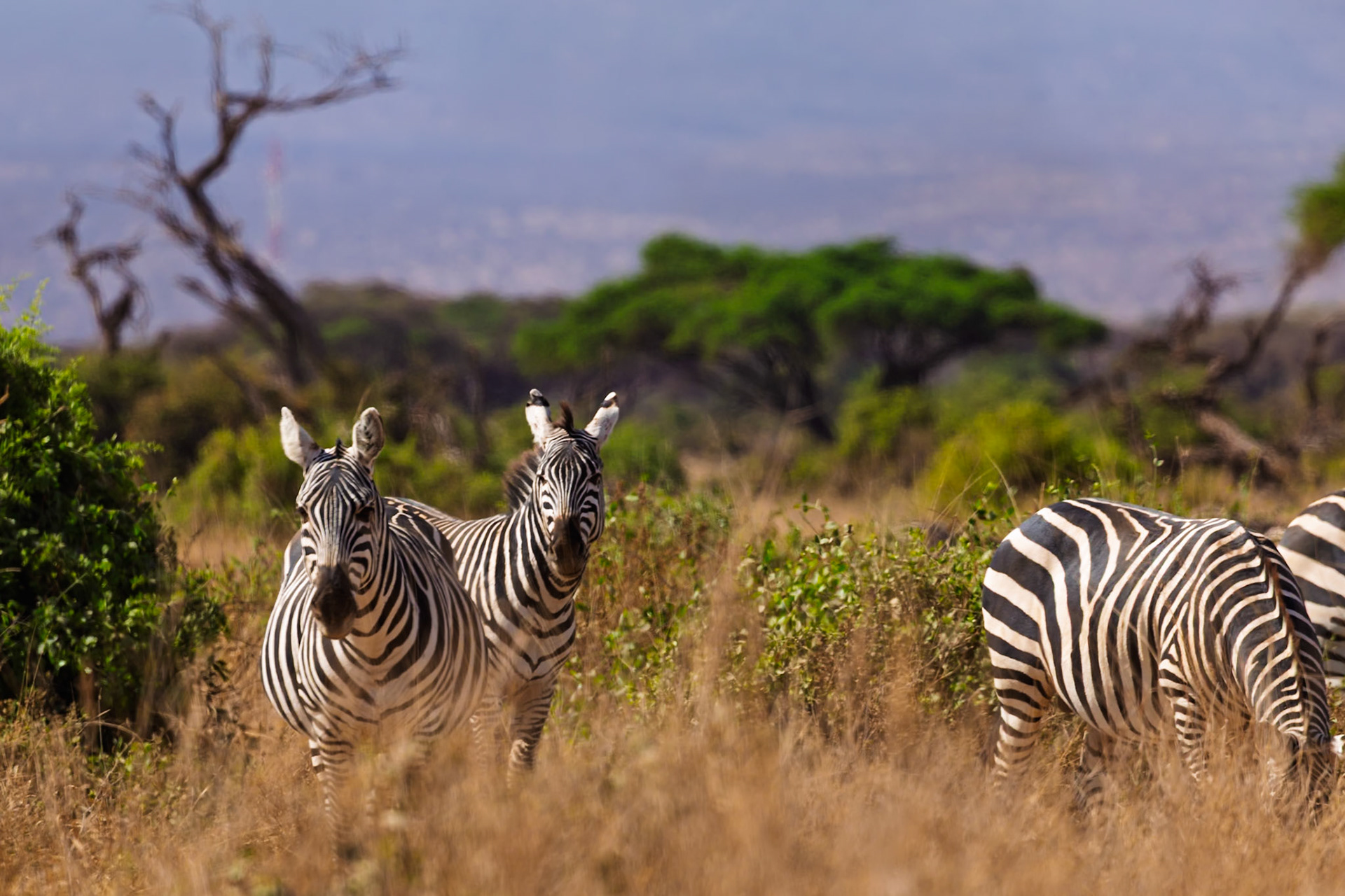 Zebras graze in Amboseli National Park, Kenya. Two zebras look at the camera while another grazes.