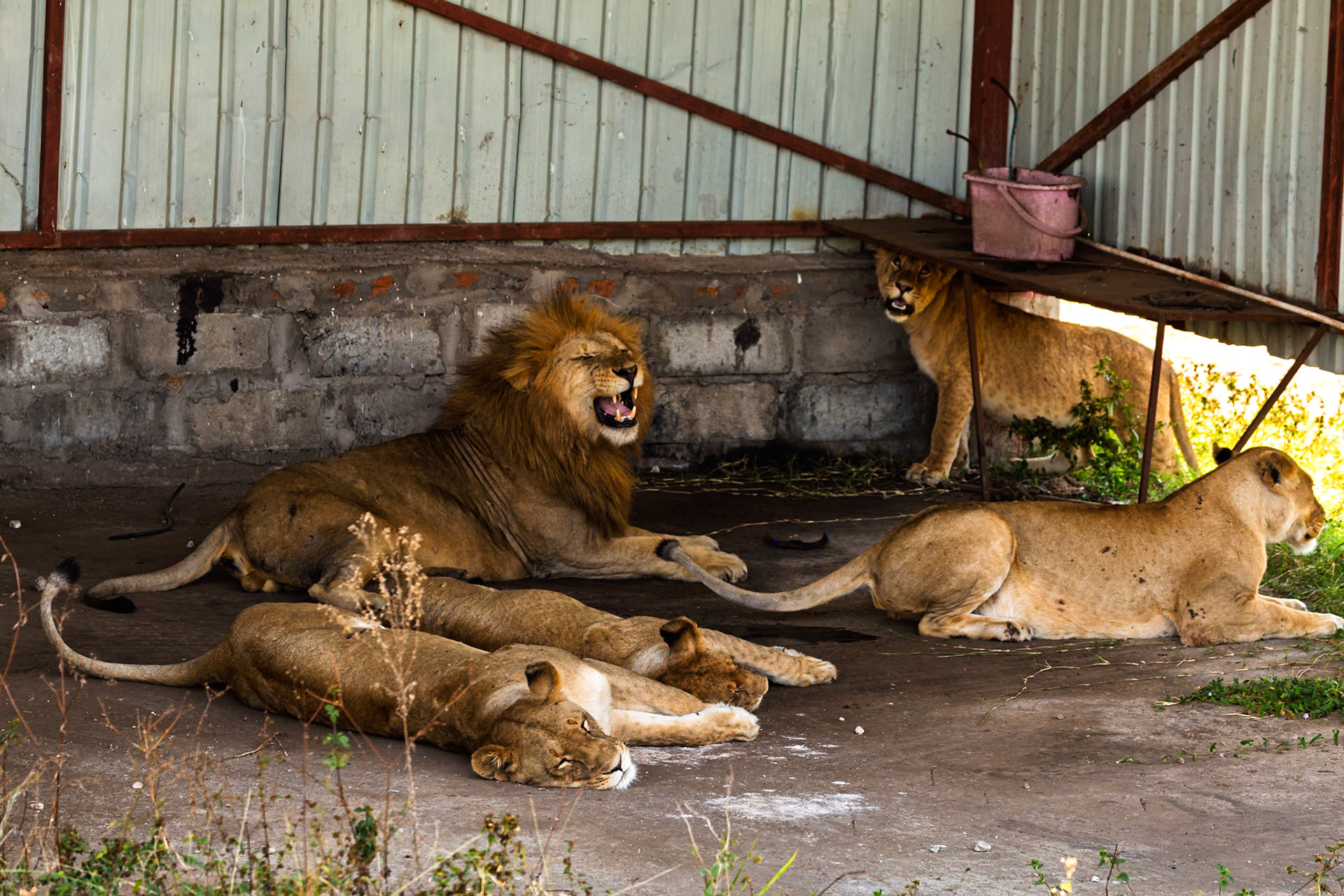 A pride of lions rests in the shade in Serengeti National Park, Tanzania. The male roars, while the females relax.