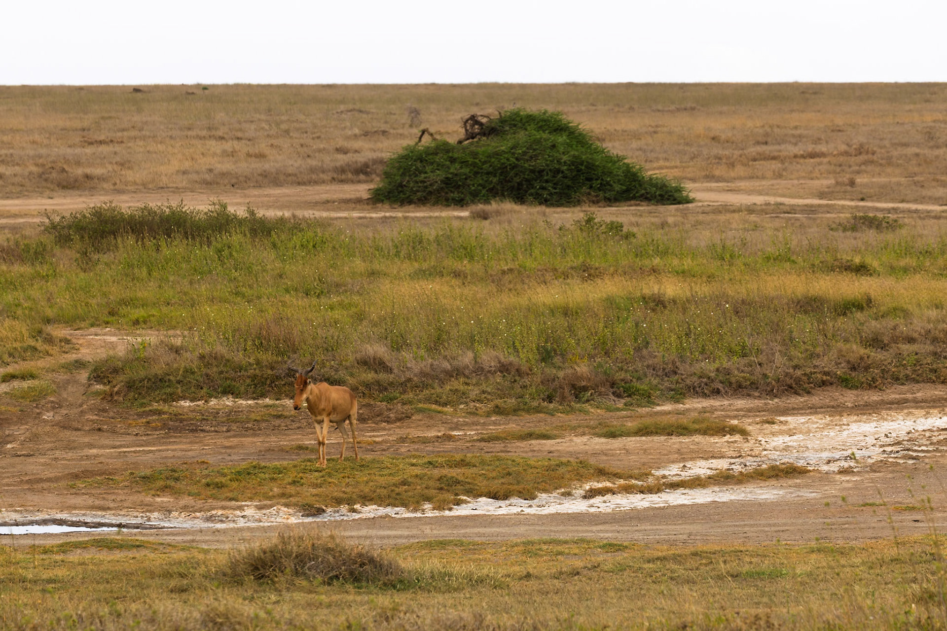 A hartebeest stands in the Serengeti National Park, Tanzania, grazing on the sparse vegetation.