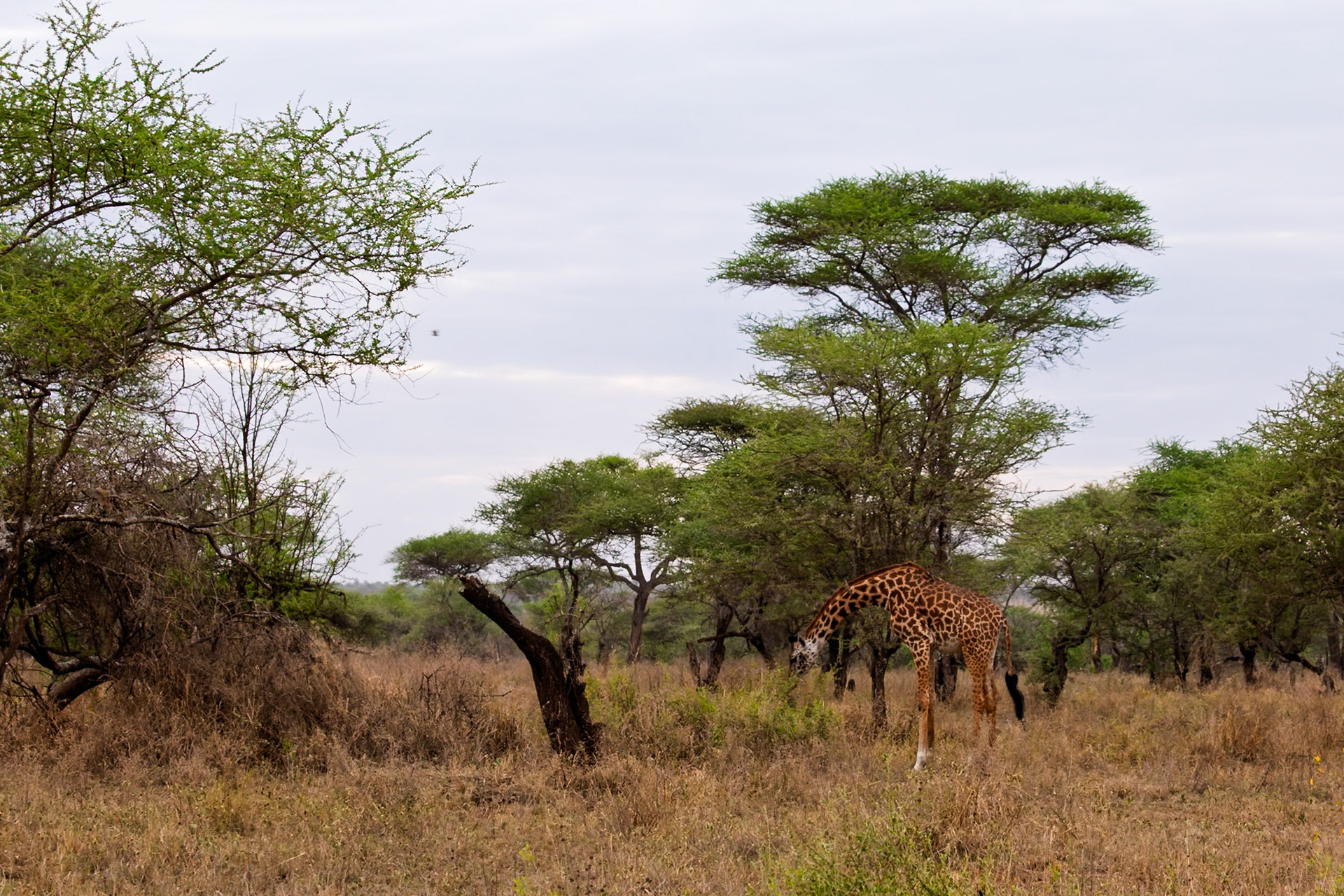 A giraffe grazes in Serengeti National Park, Tanzania. It's eating leaves from a low-hanging tree branch.