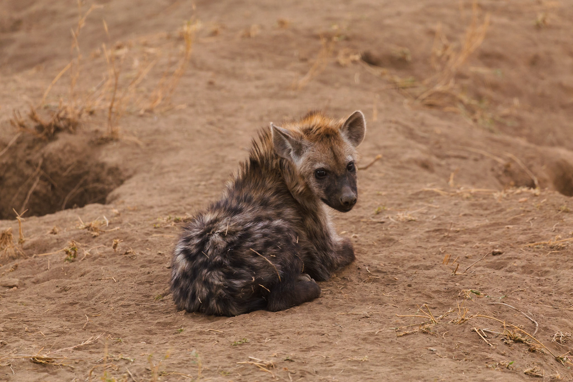 A young hyena pup rests in the Serengeti National Park, Tanzania. It's likely waiting for its mother to return from a hunt.