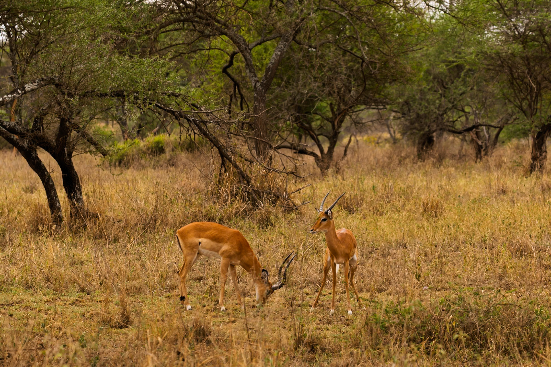 Two Impala are grazing in the Serengeti National Park, Tanzania. One is eating while the other stands guard.