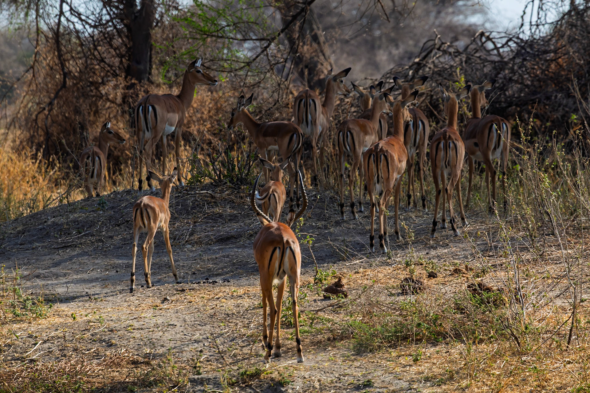 A dazzle of Impala, including a male with impressive horns, gather in Tarangire National Park, Tanzania, seeking shade and safety in numbers.