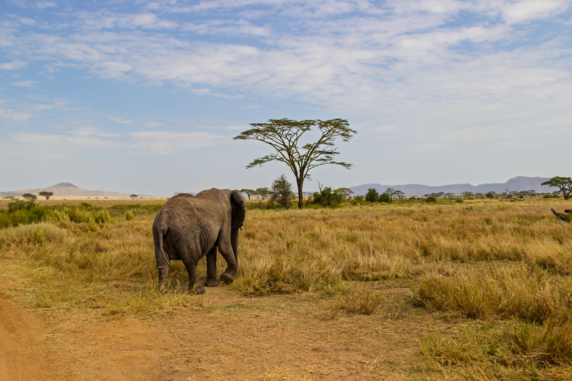An elephant walks through the Serengeti National Park in Tanzania, likely searching for food and water.