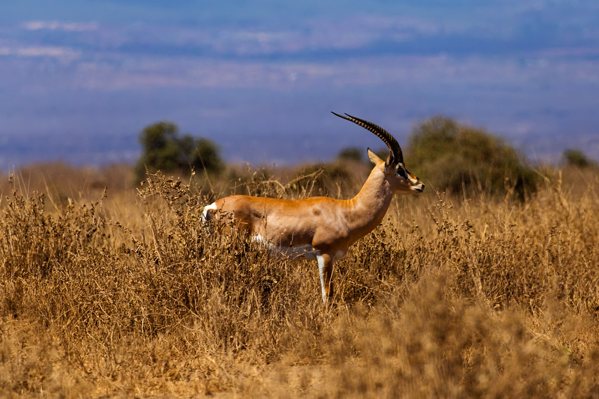 A Grant's gazelle stands alert in the tall grasses of Kenya's Amboseli National Park, scanning the horizon for potential threats.