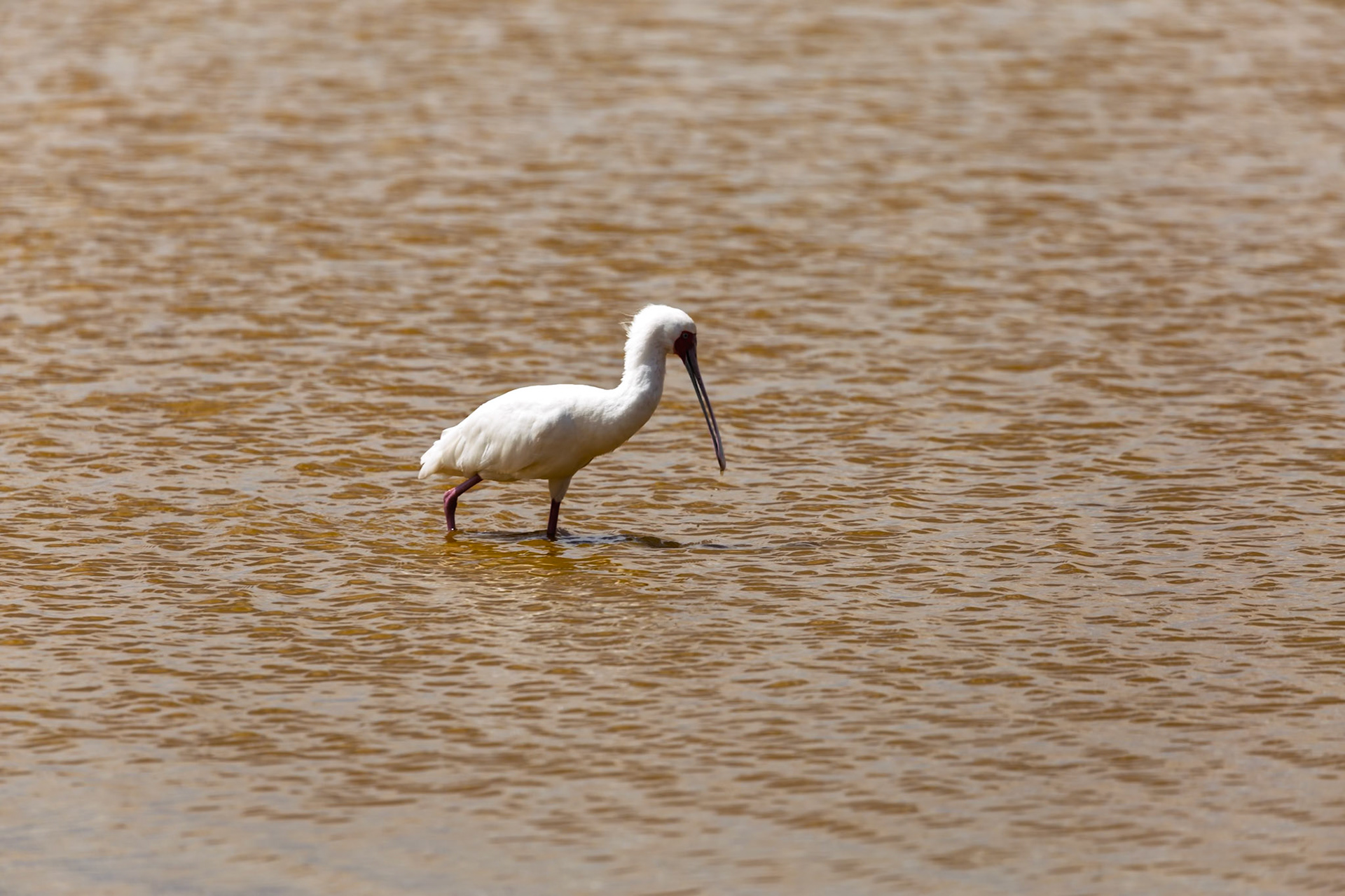 An African Spoonbill wades through the water in Amboseli National Park, Kenya, searching for food.