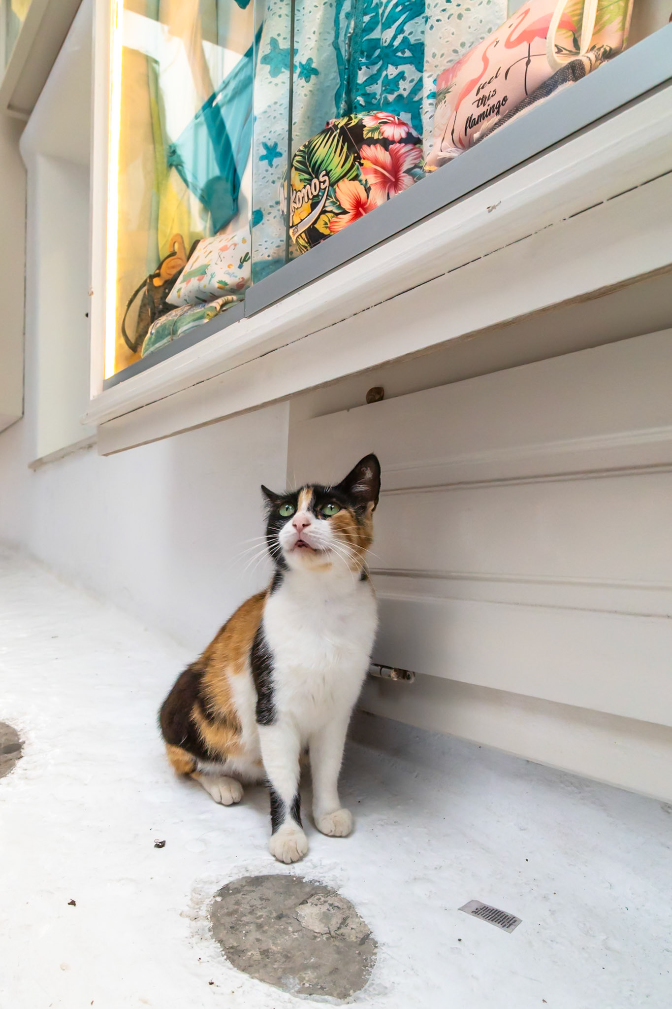 Mykonos, Greece - May 23rd 2018: A calico cat sits and looks up at a shop window, perhaps hoping for a treat or a glimpse of something interesting.