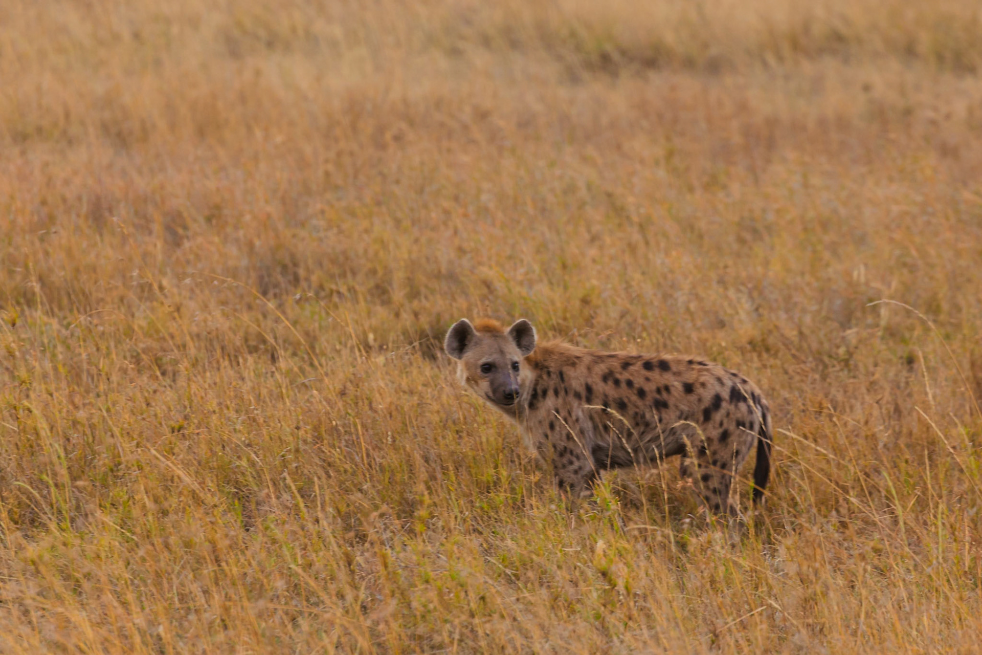 A spotted hyena is standing in the tall grass of the Serengeti National Park, Tanzania, looking for its next meal.