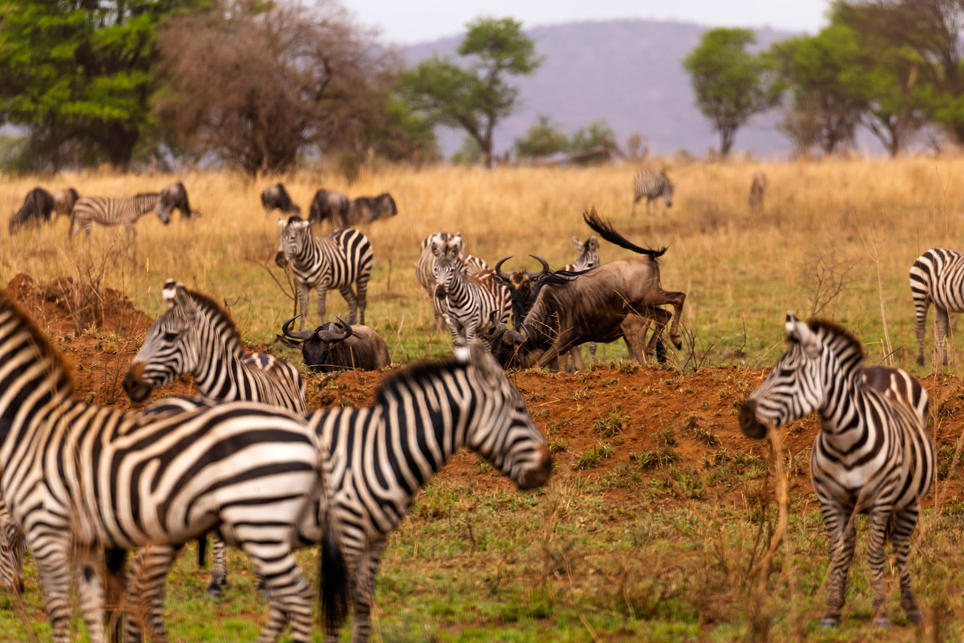 Zebras and wildebeest graze together in Serengeti National Park, Tanzania, showcasing the diverse wildlife of the region.